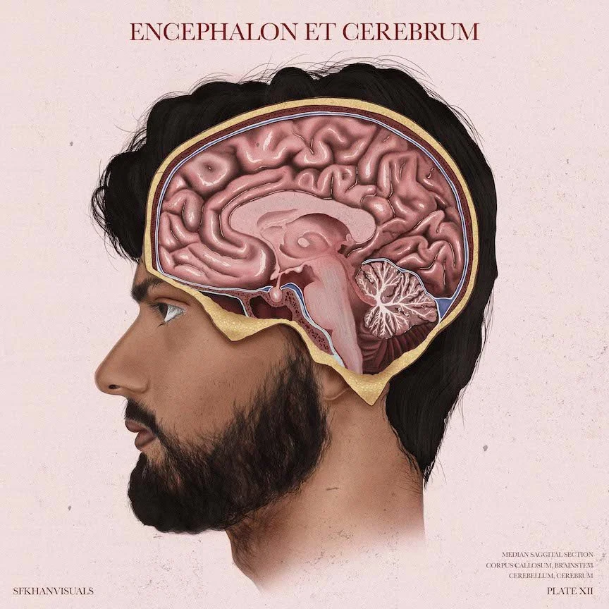 Neuroanatomy Illustration/ University of Toronto