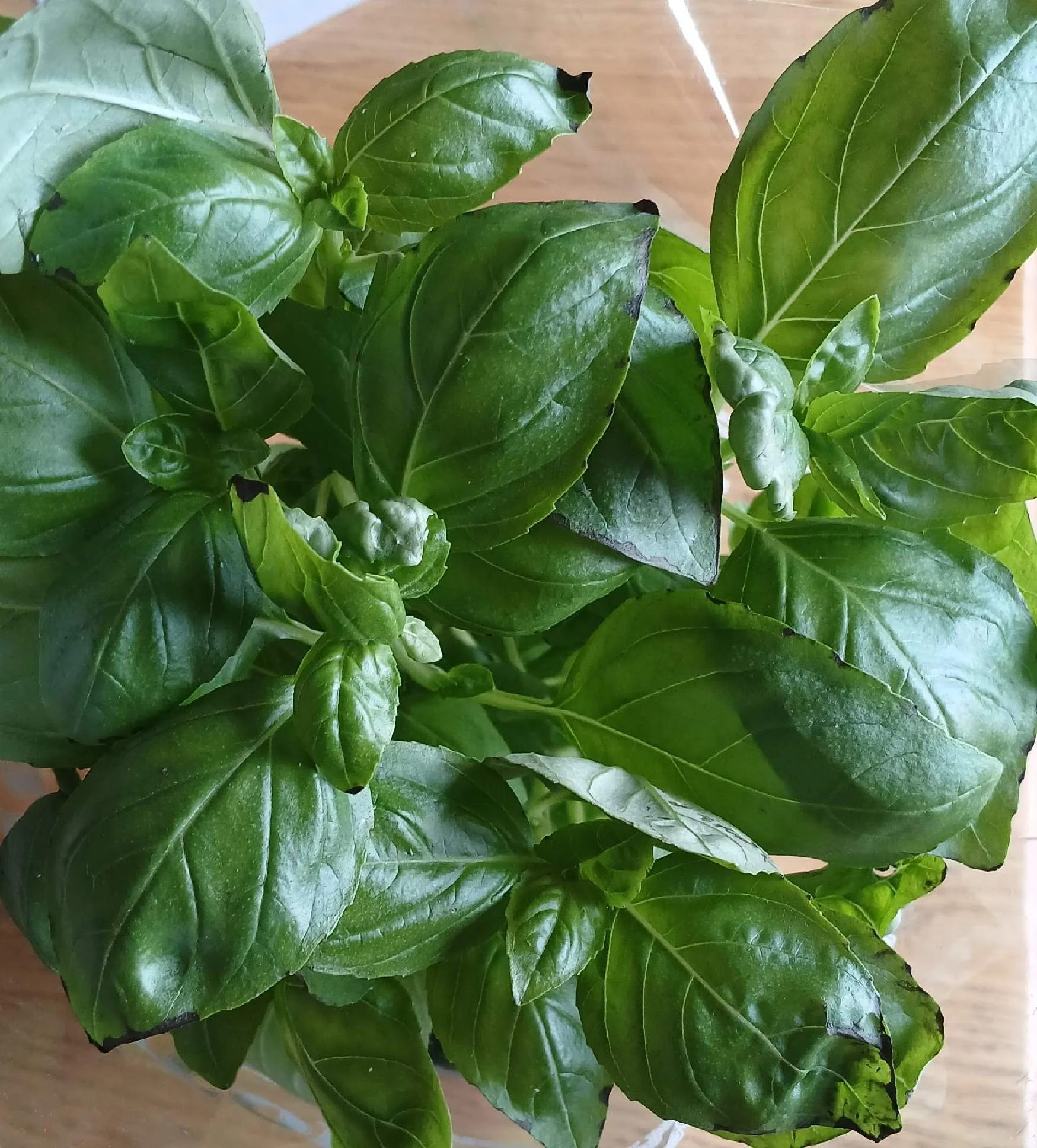 Close-up of green basil leaves on a plant.