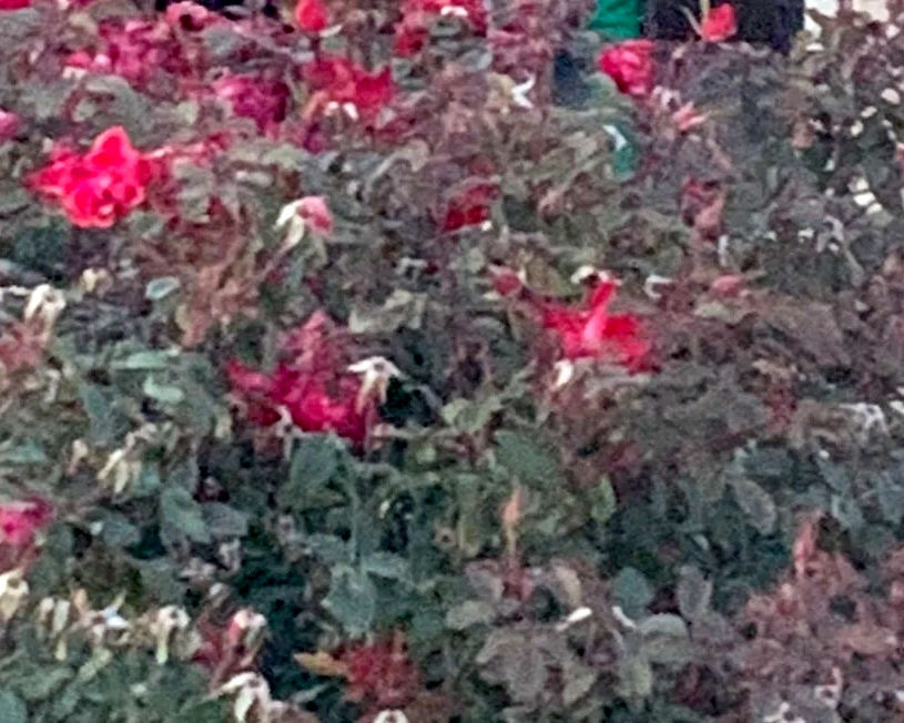 Close-up of blooming pink and red flowers in a garden with dense green foliage.