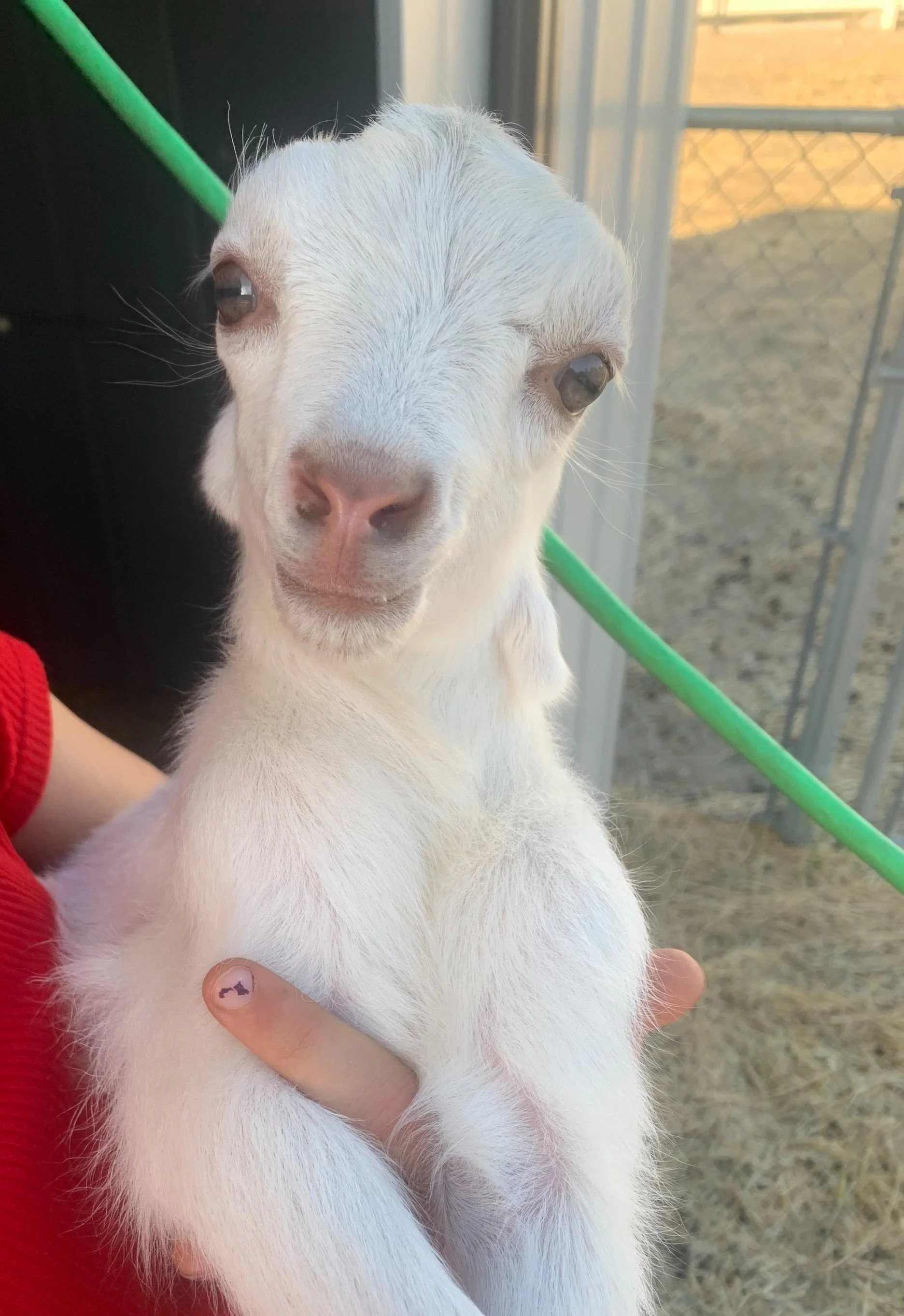Close-up of a white goat kid being held by a person in a red sleeve, with a background of a metal fence and dry ground outdoors.