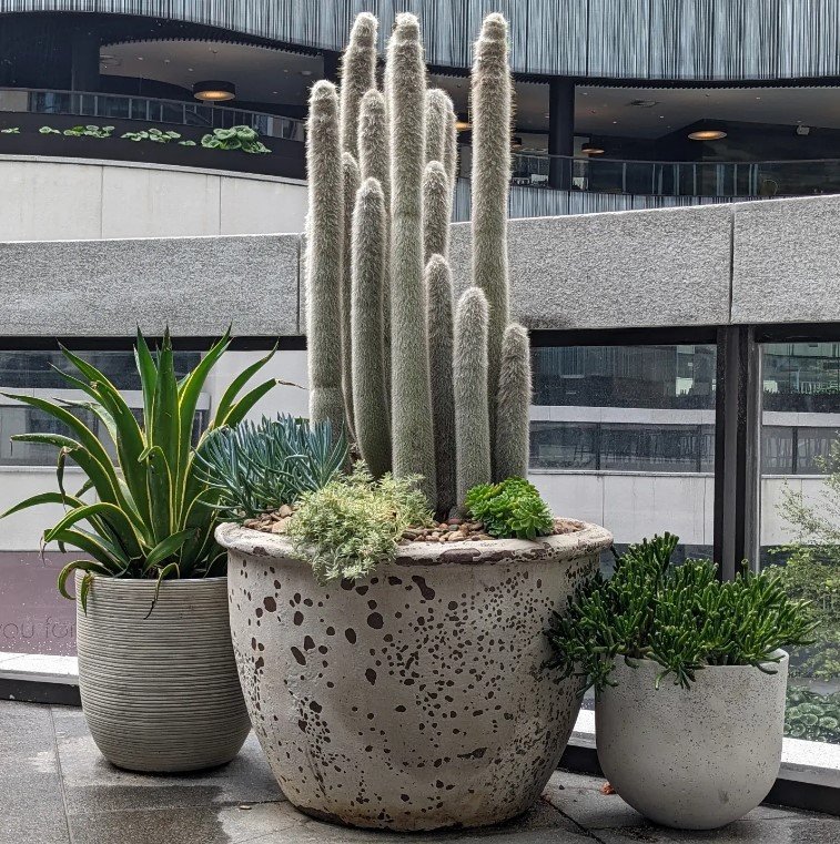 Permanent installation, T&W, Cactus.jpg