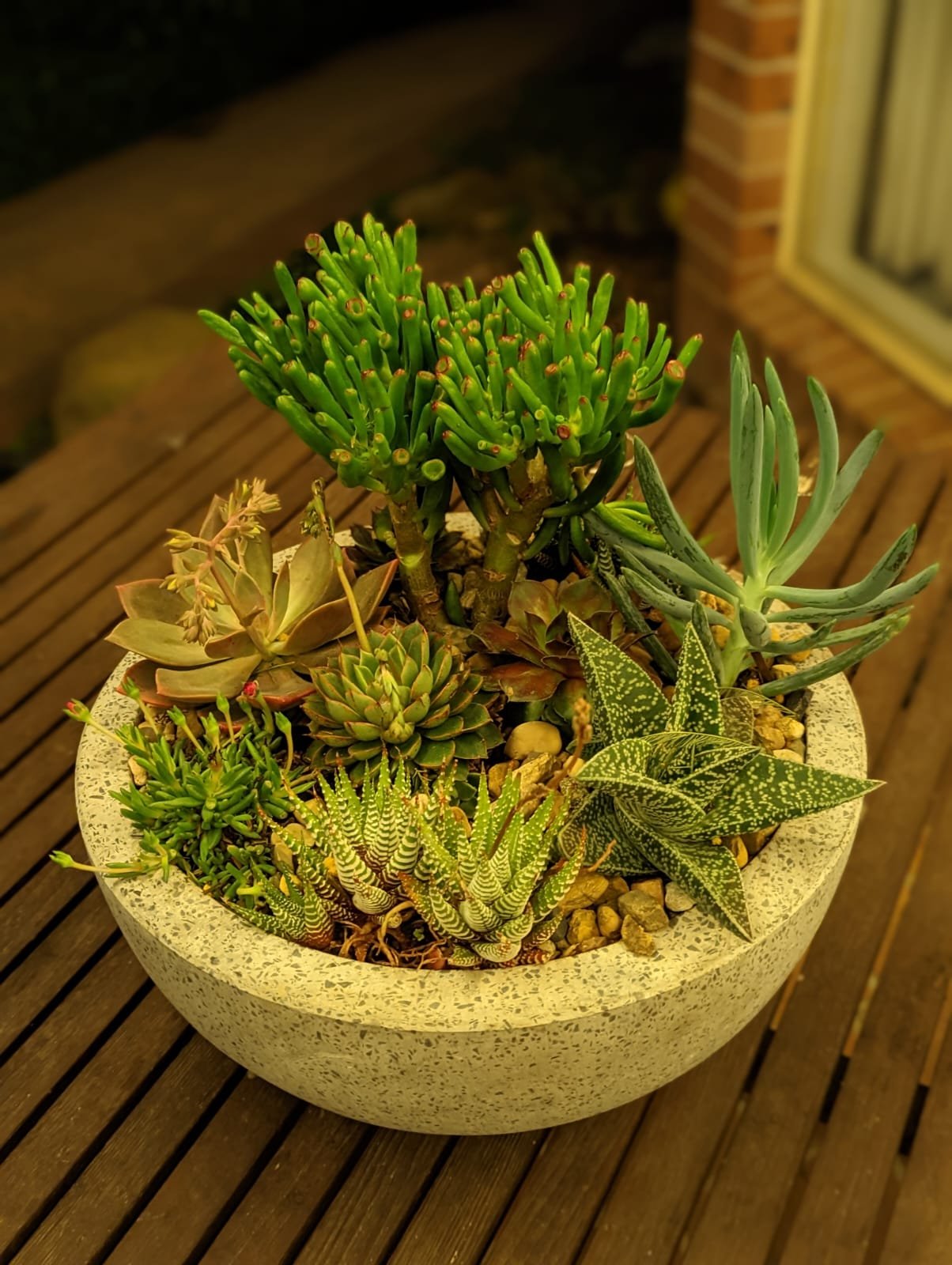 Succulent bowl 33cm.jpeg