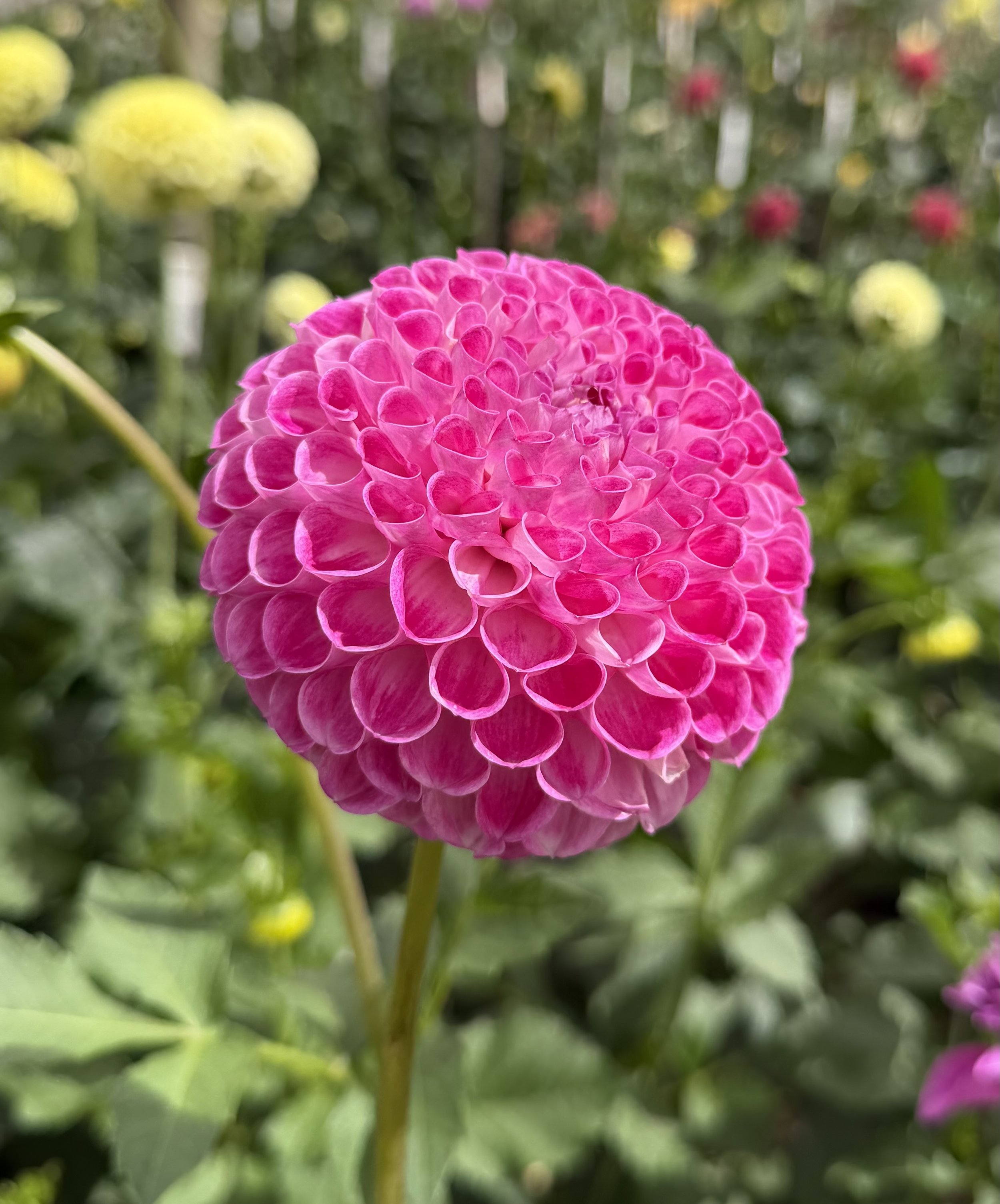 IMG_4738.jpeg