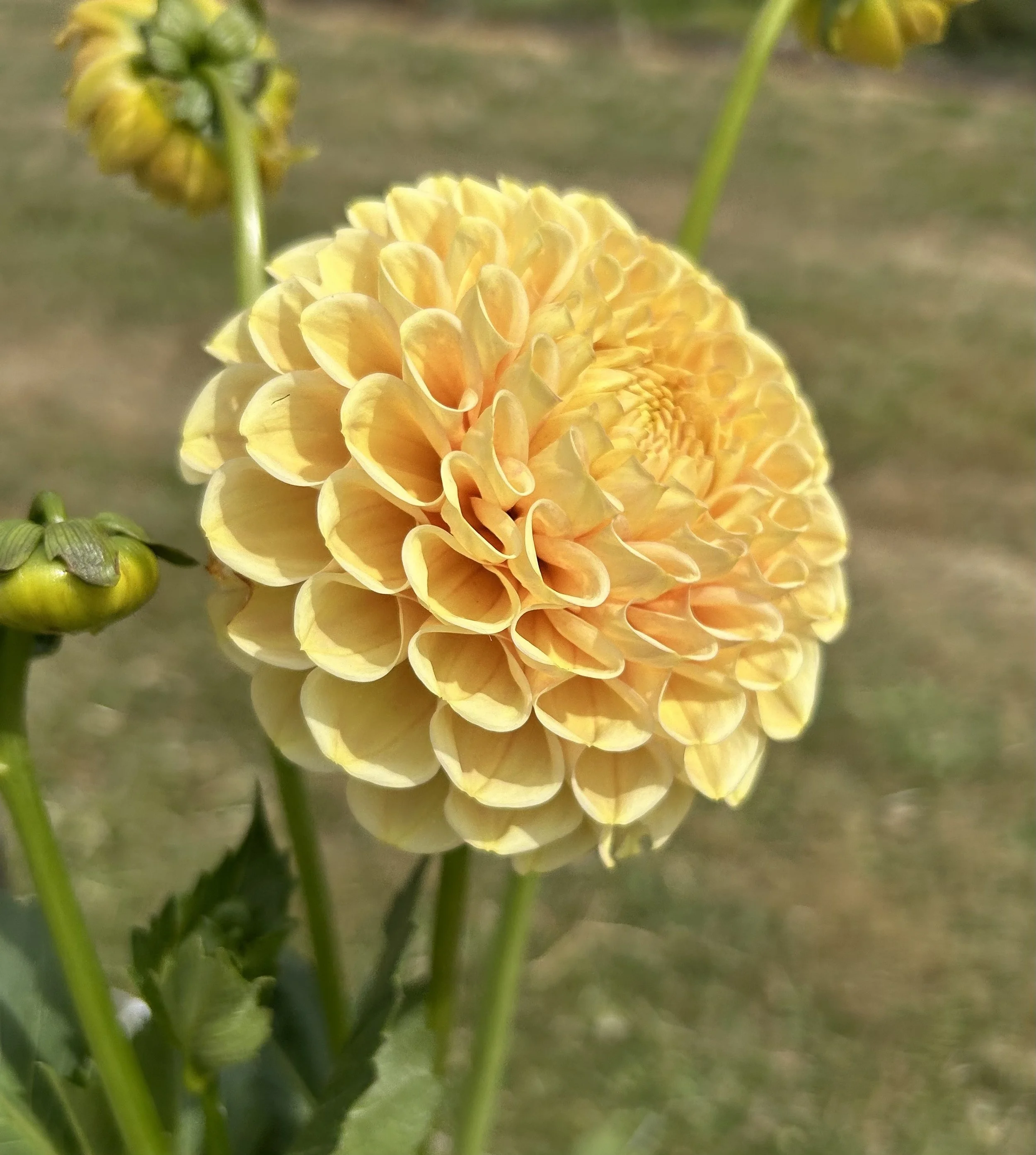 IMG_3622.jpeg