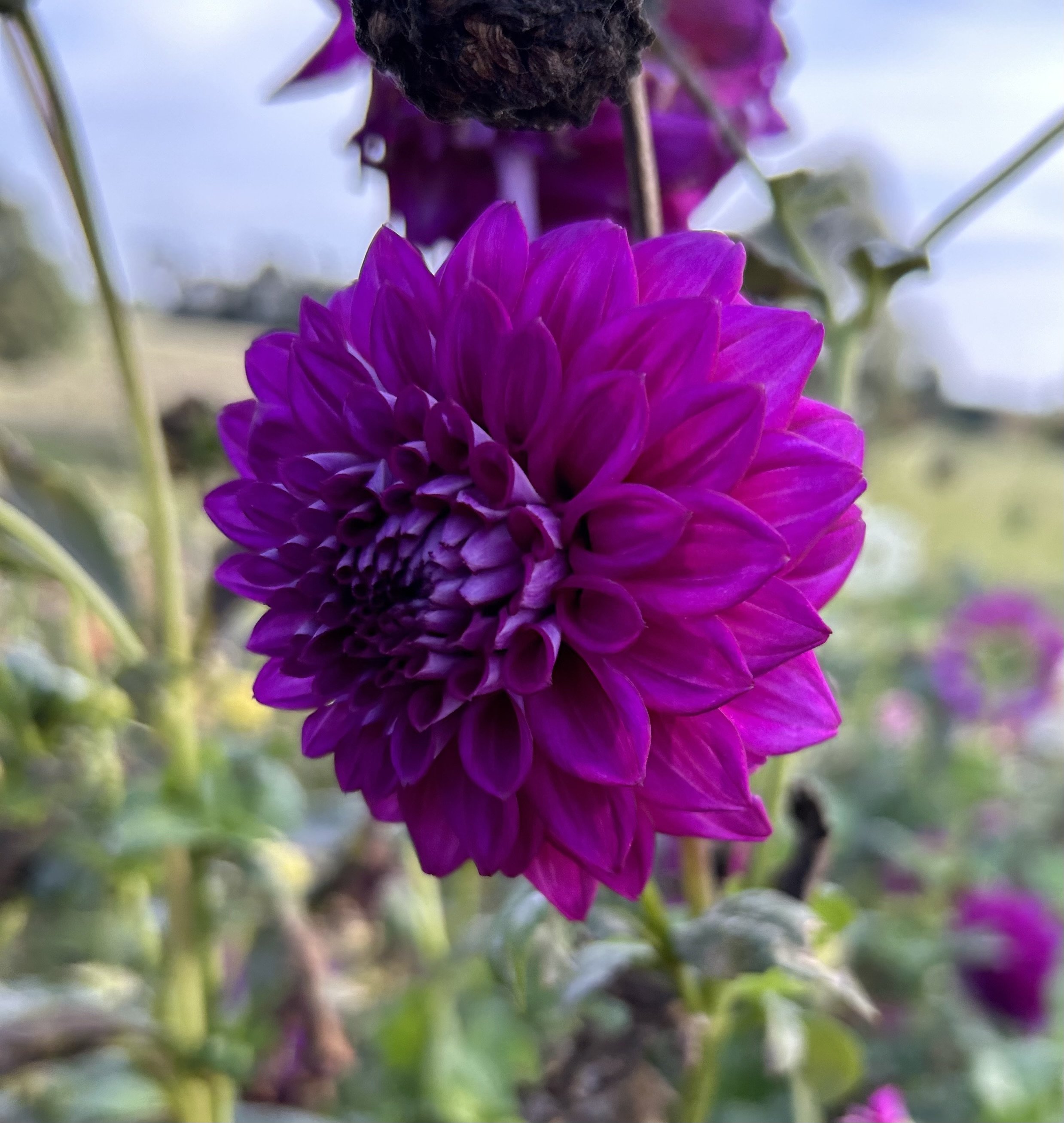 IMG_7073.jpeg