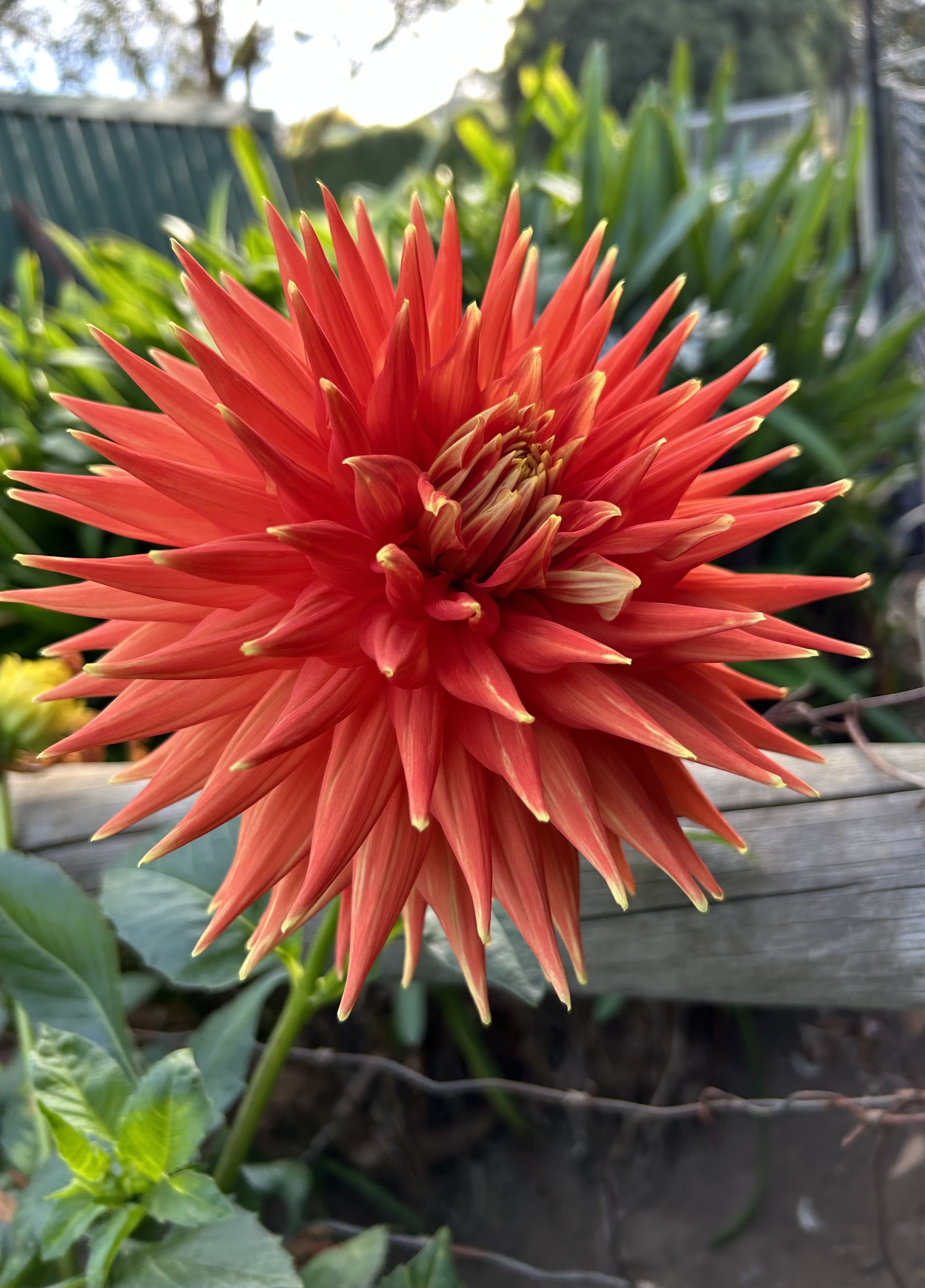 Warraview Calulu