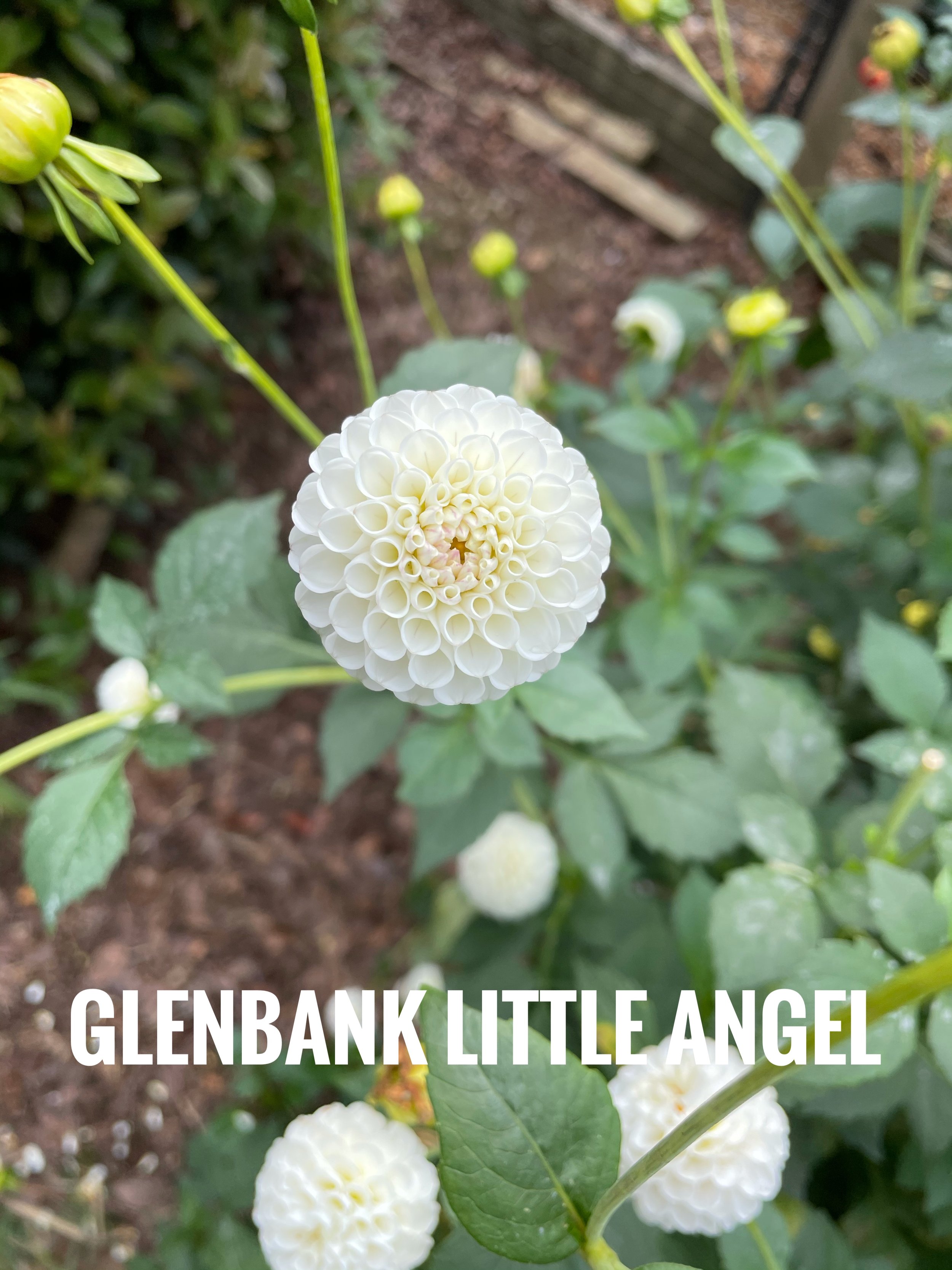 Glenbank Little Angel