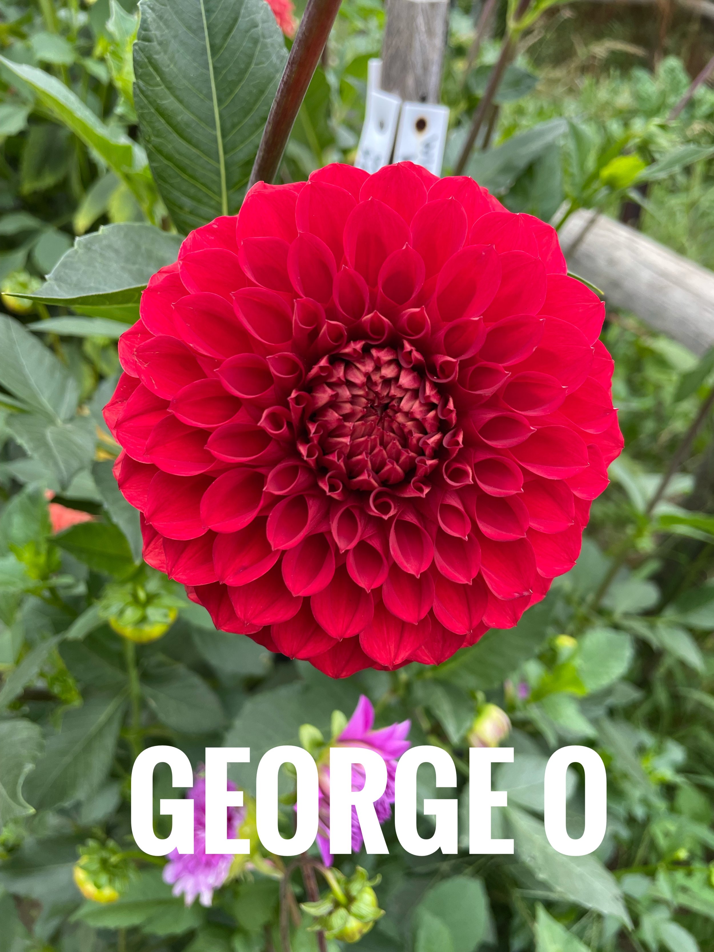 IMG_0418.jpeg
