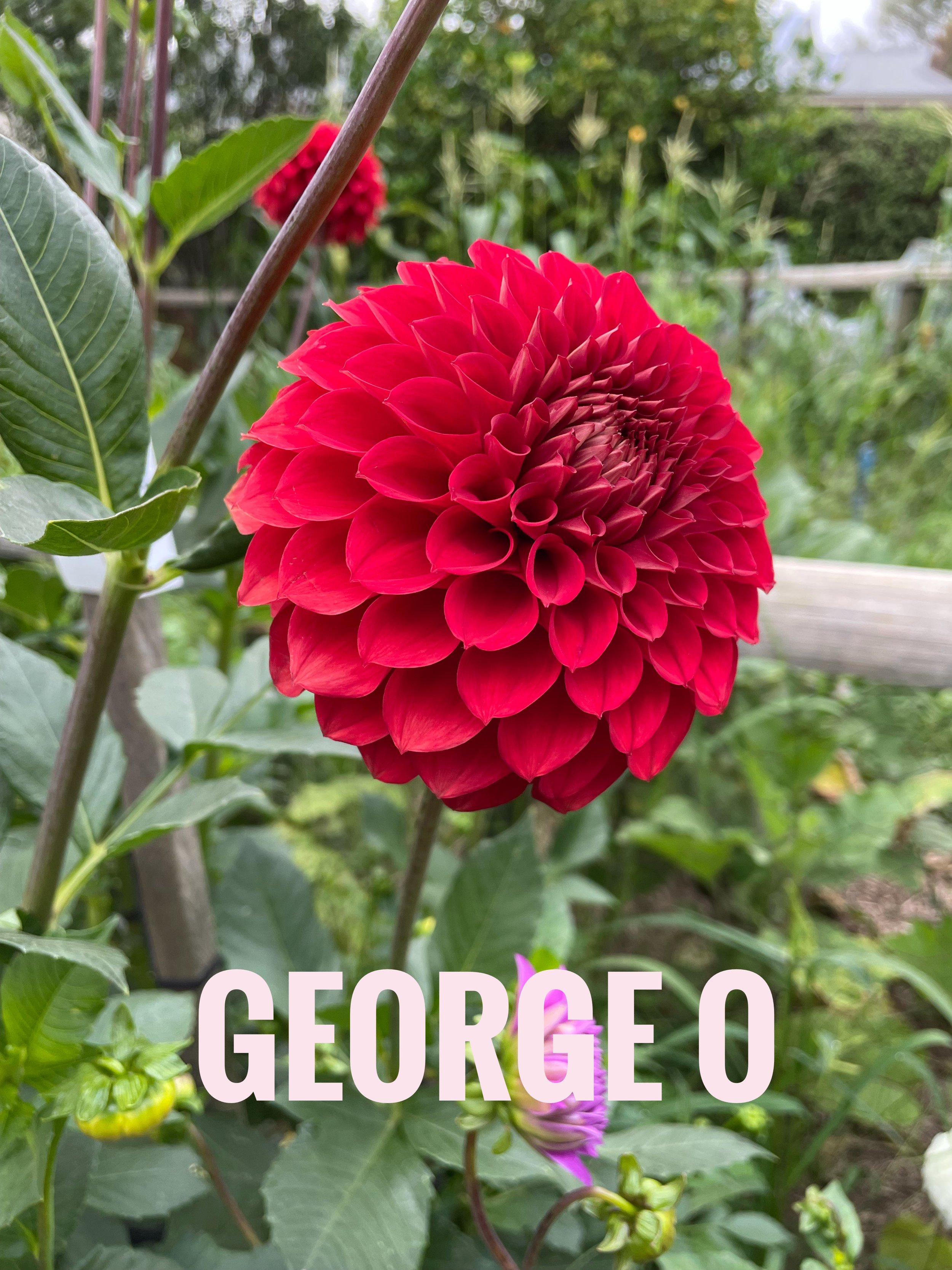 IMG_0419.jpeg