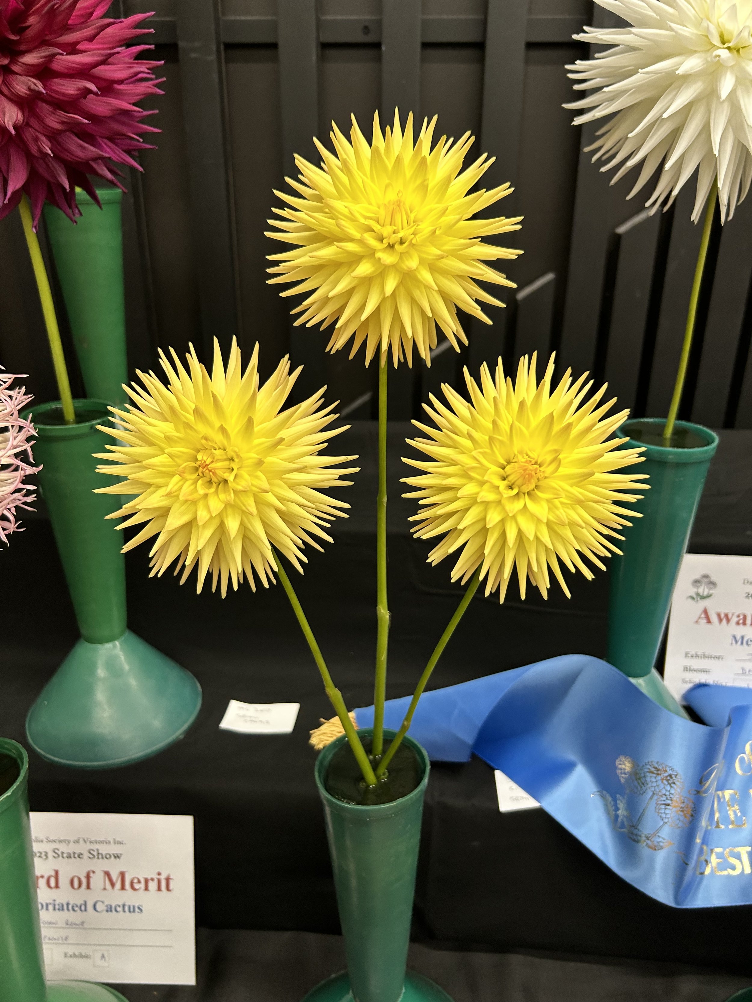 IMG_1247.jpeg