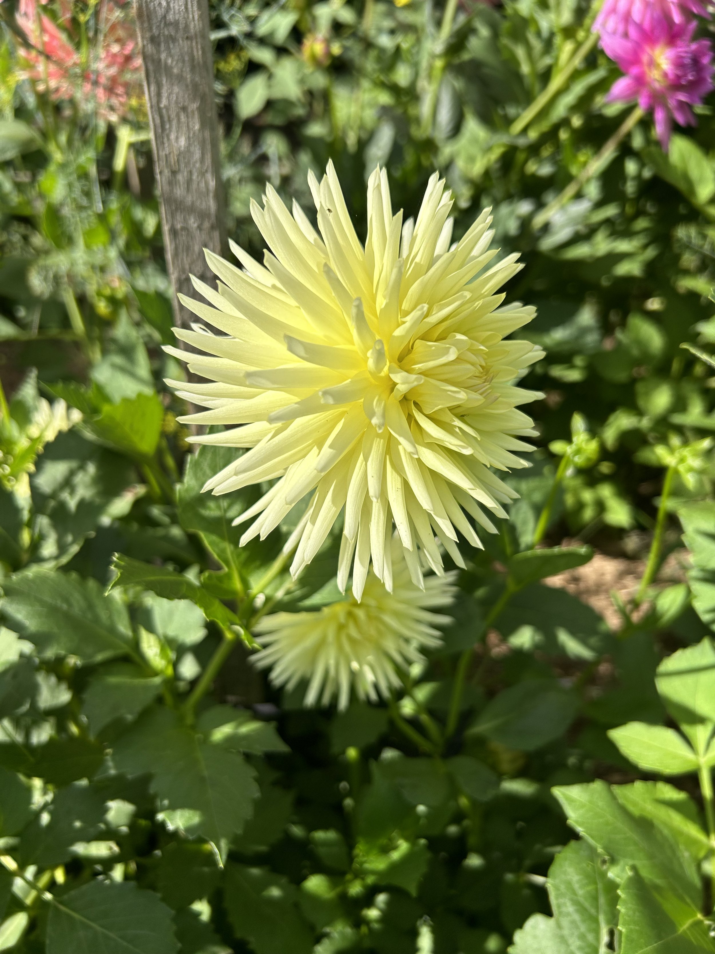 Glenbank Lemon Supreme