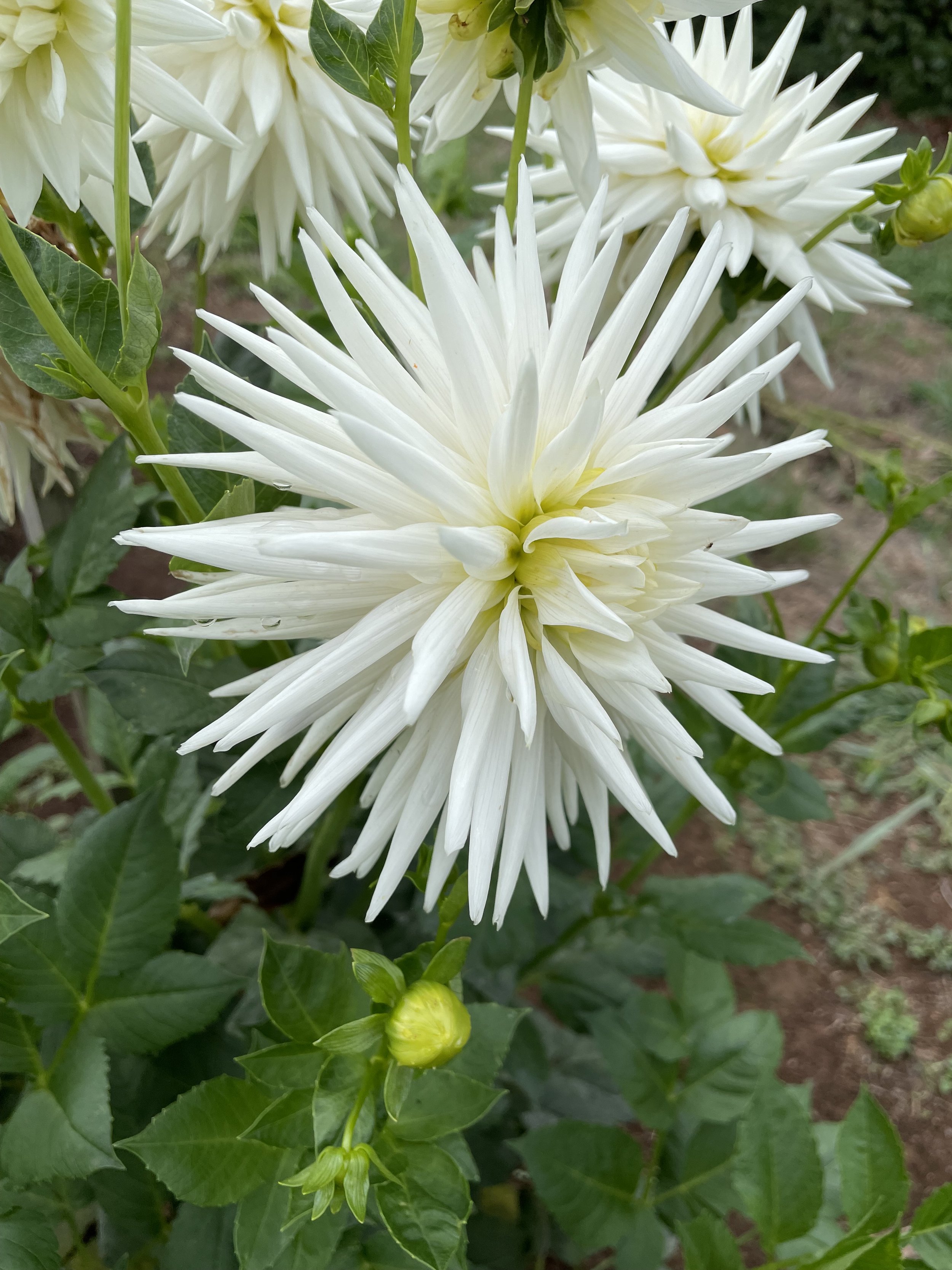IMG_0652.jpeg