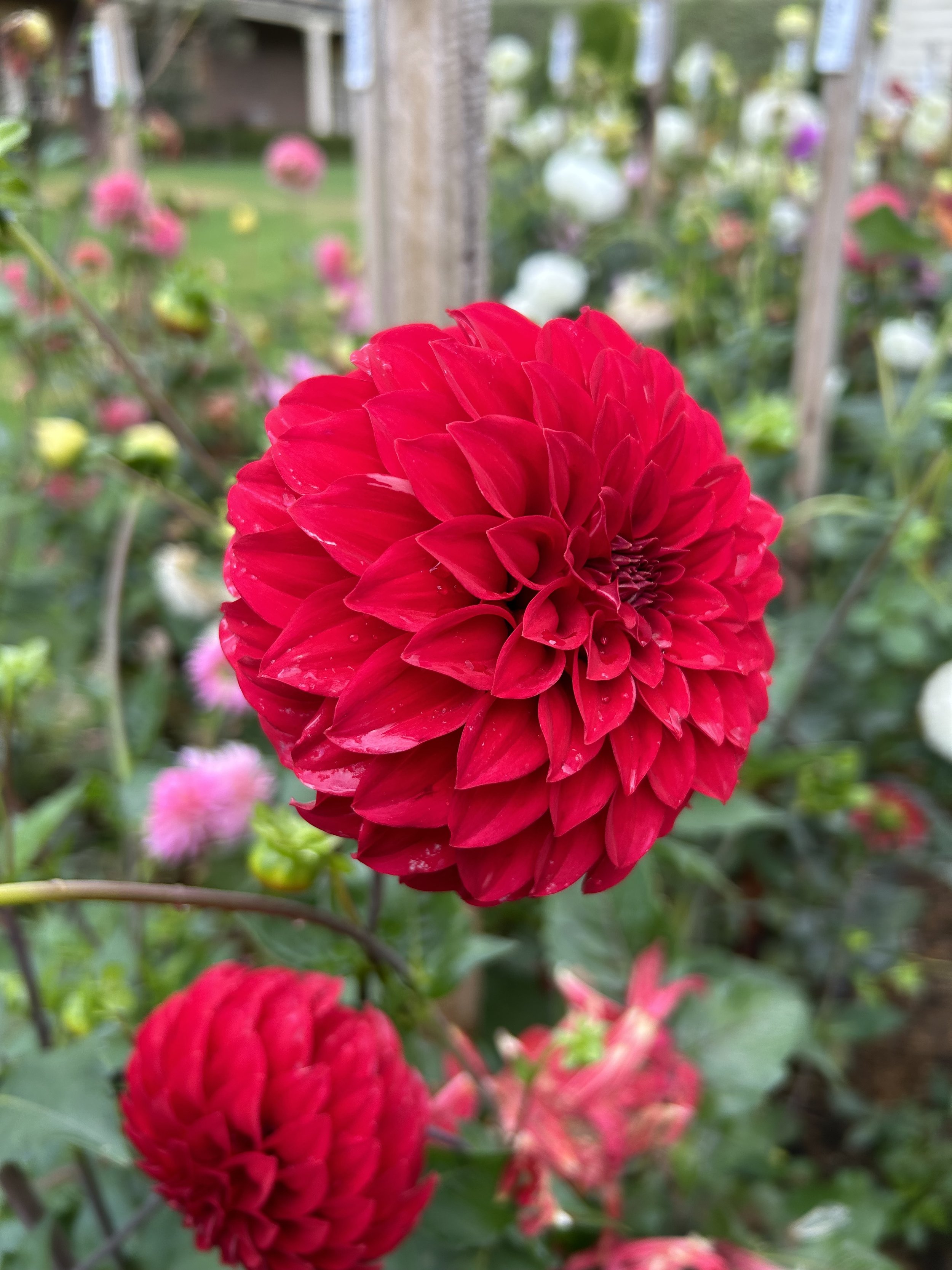 IMG_2358.jpeg
