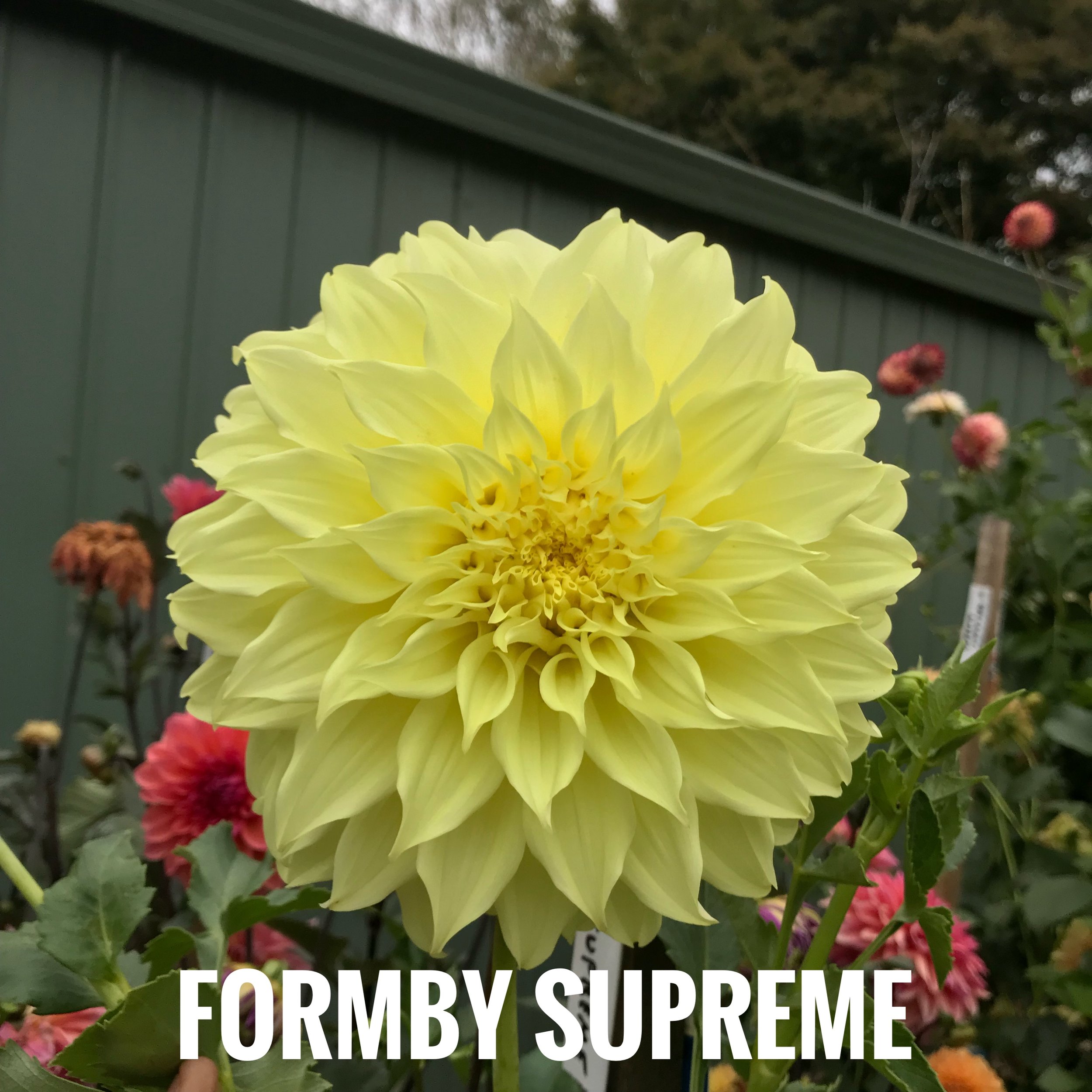 IMG_2019.jpeg