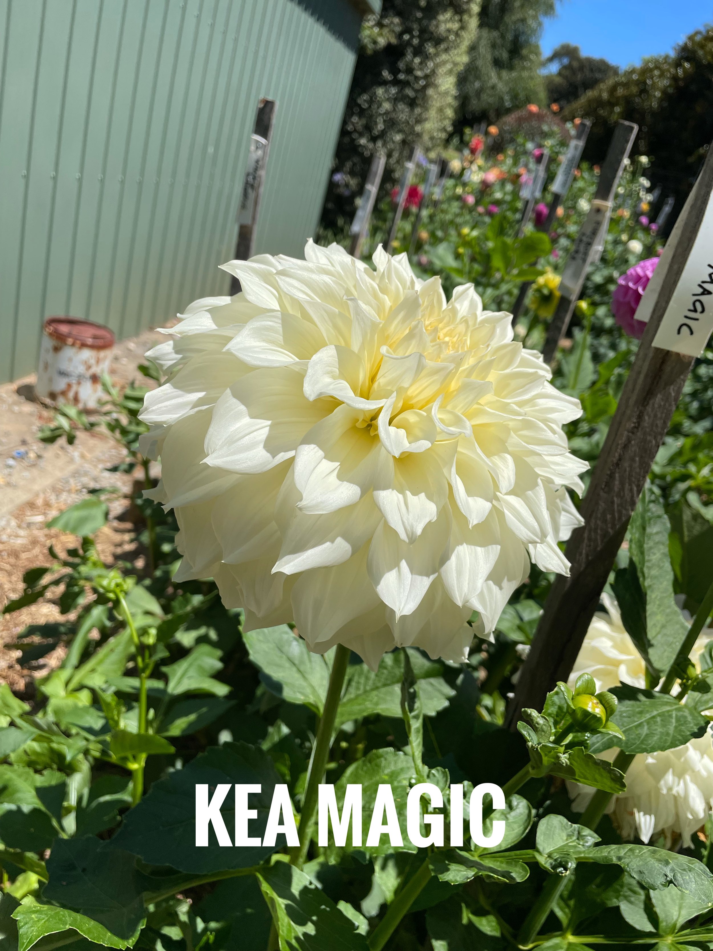 IMG_9770.jpeg