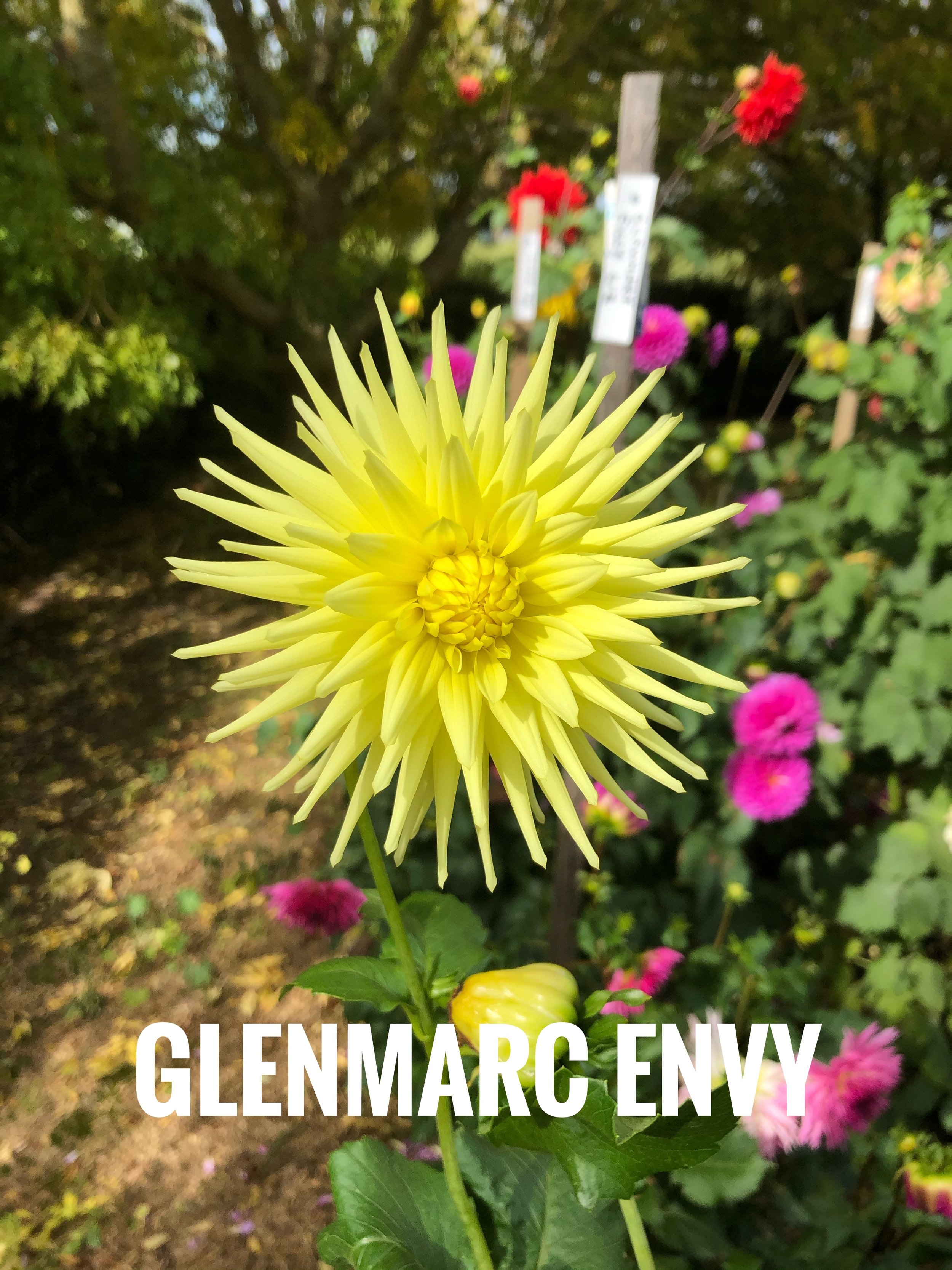 IMG_5388.jpeg