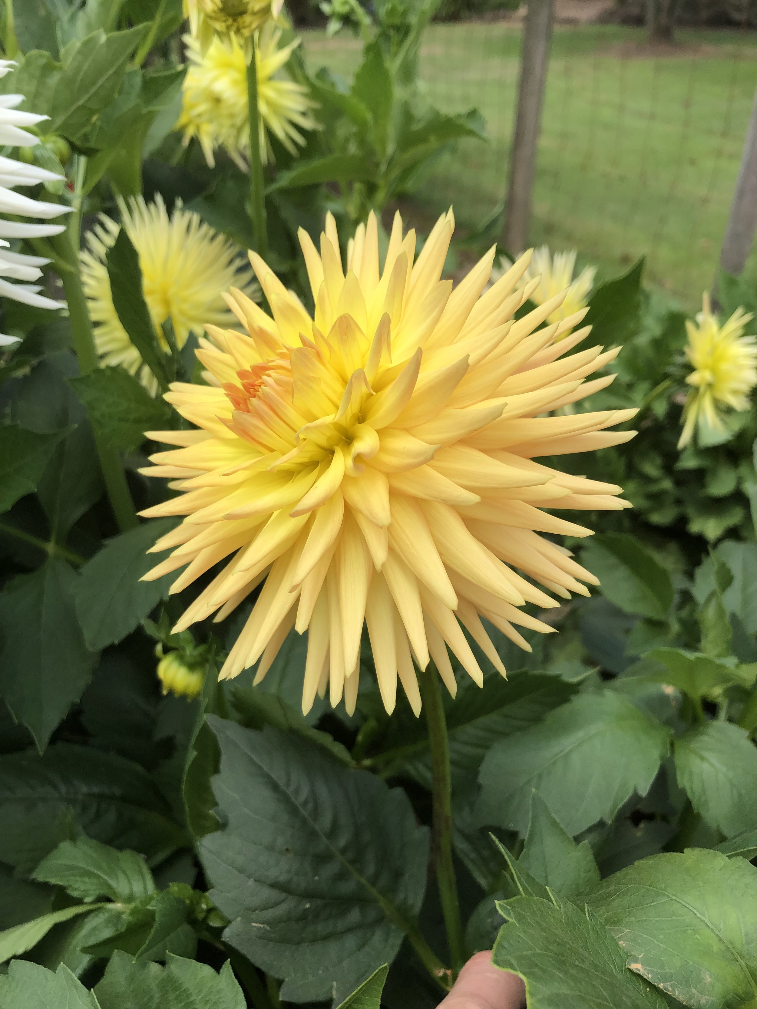 IMG_3963.jpeg