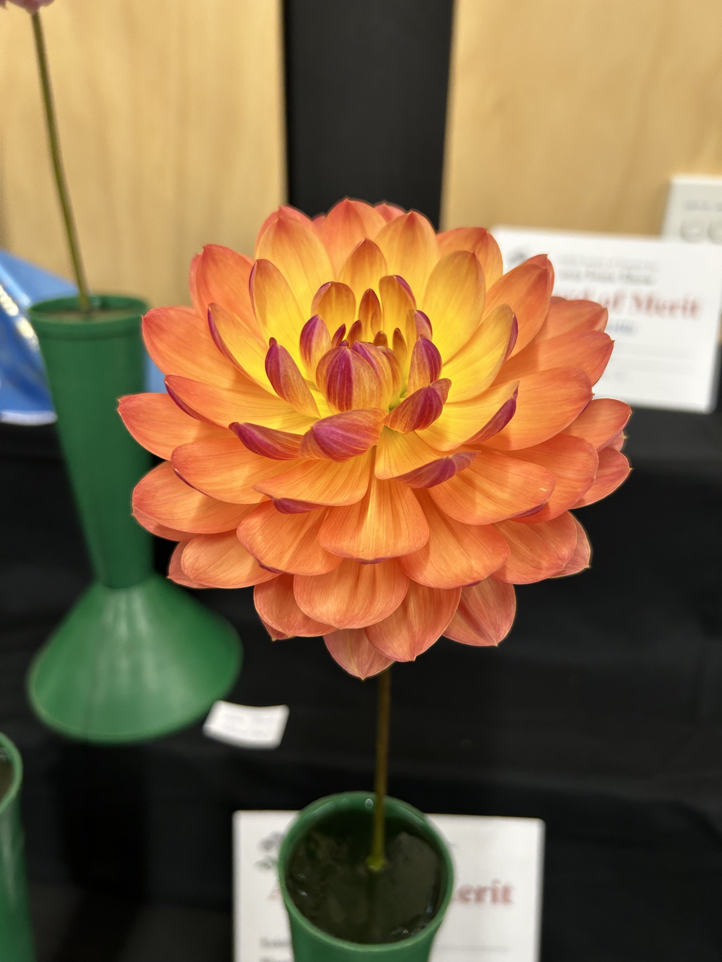 IMG_1260.jpeg
