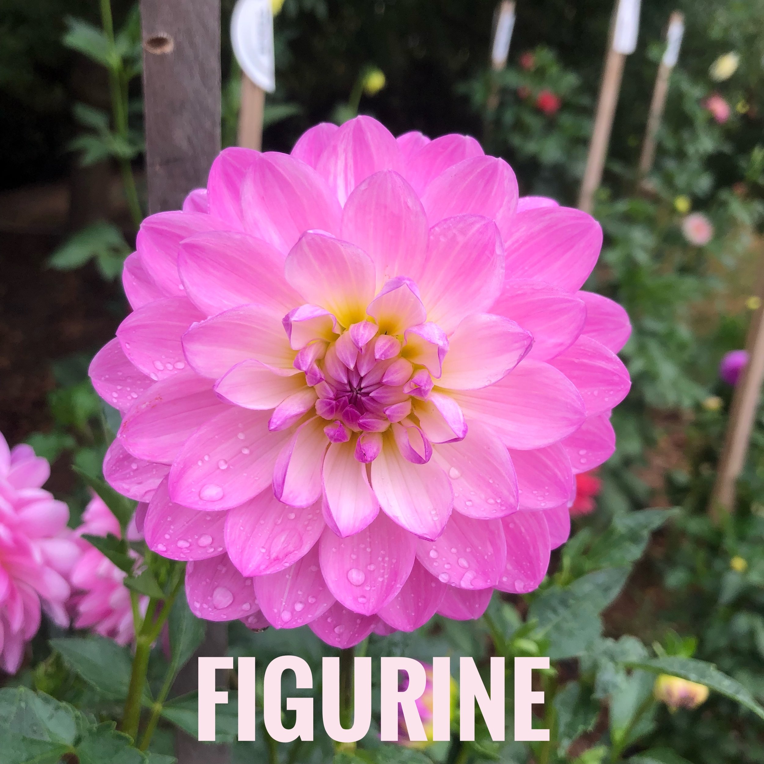 IMG_1039.jpeg