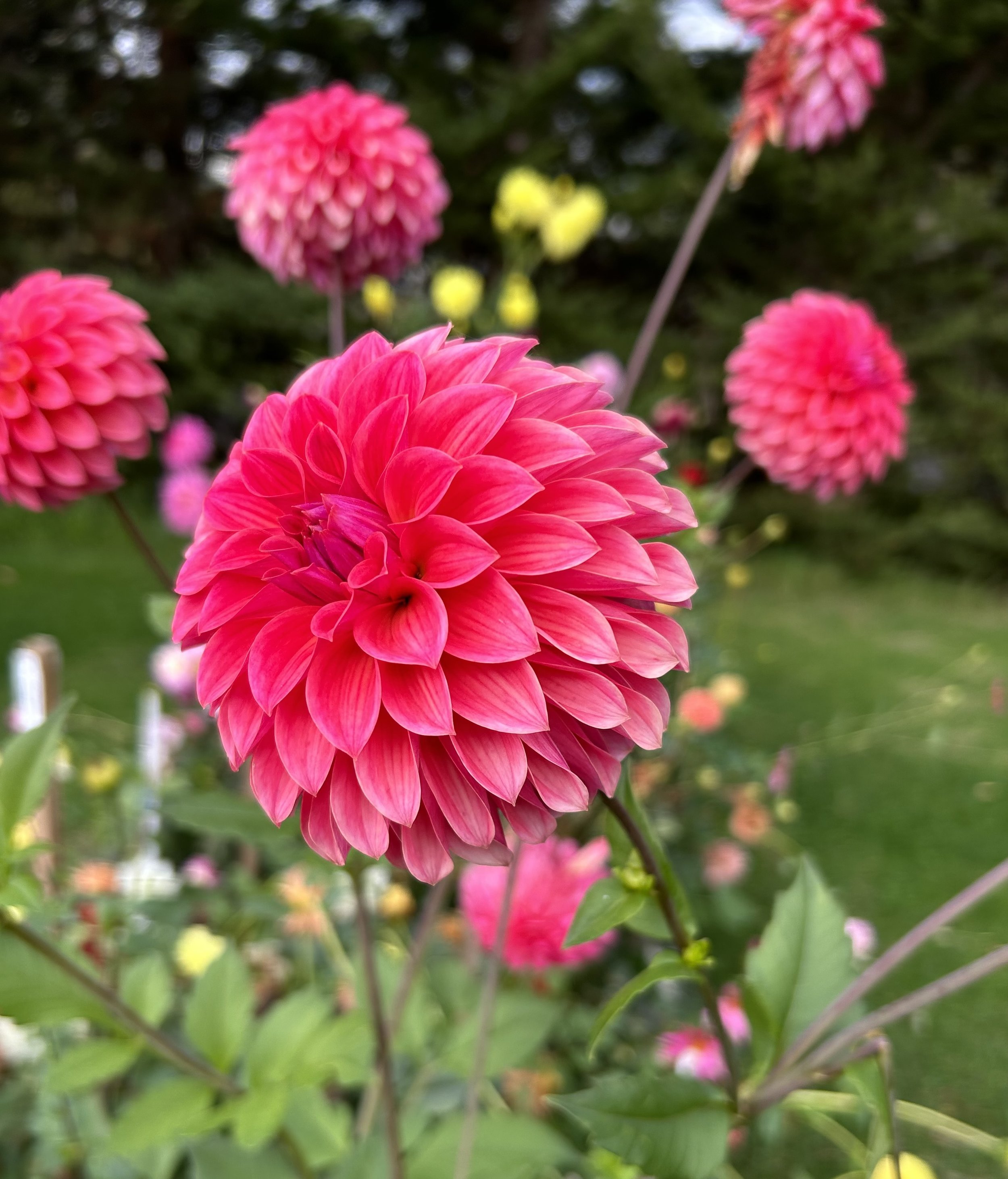 IMG_2861.jpeg