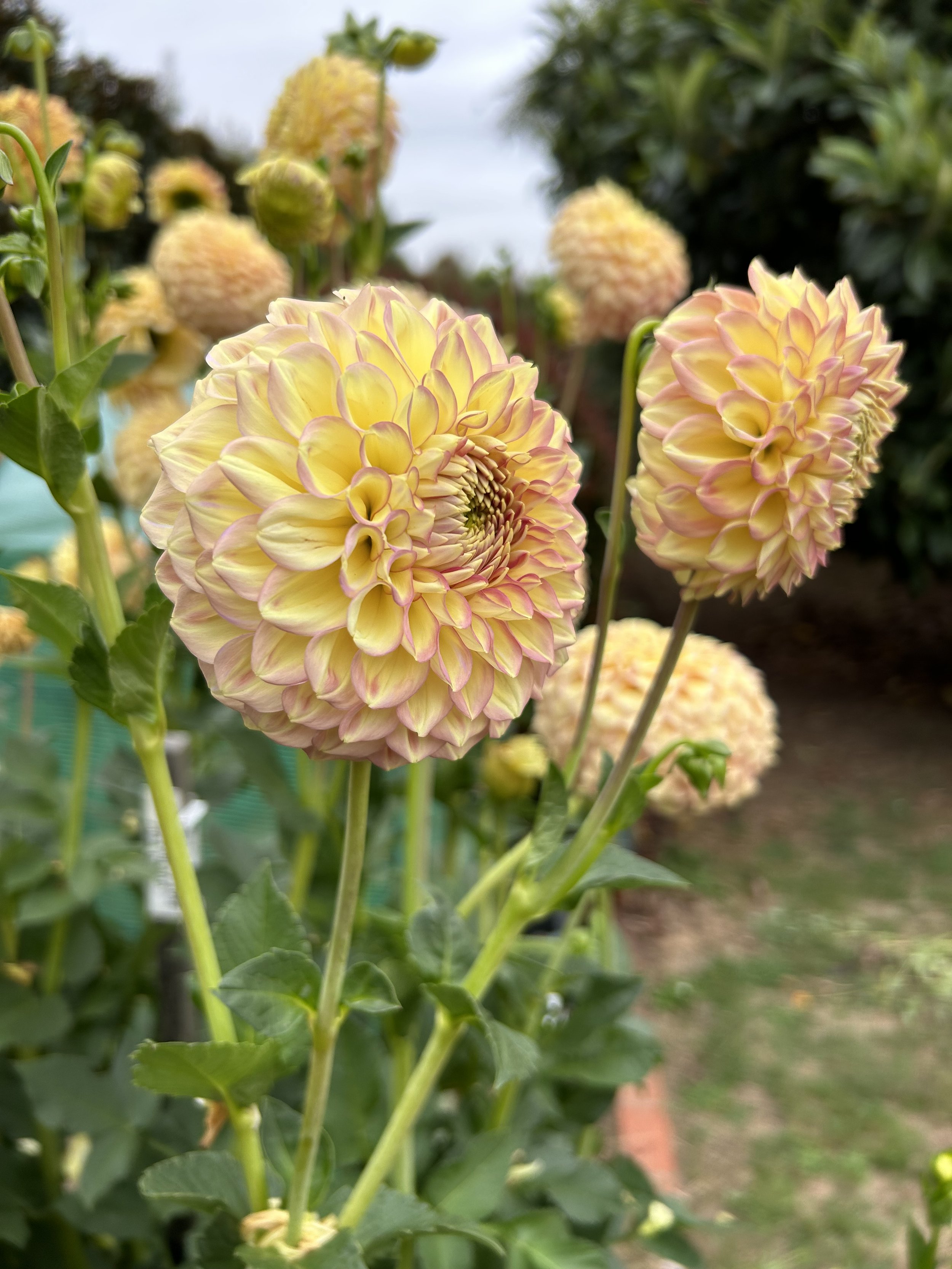 IMG_2050.jpeg