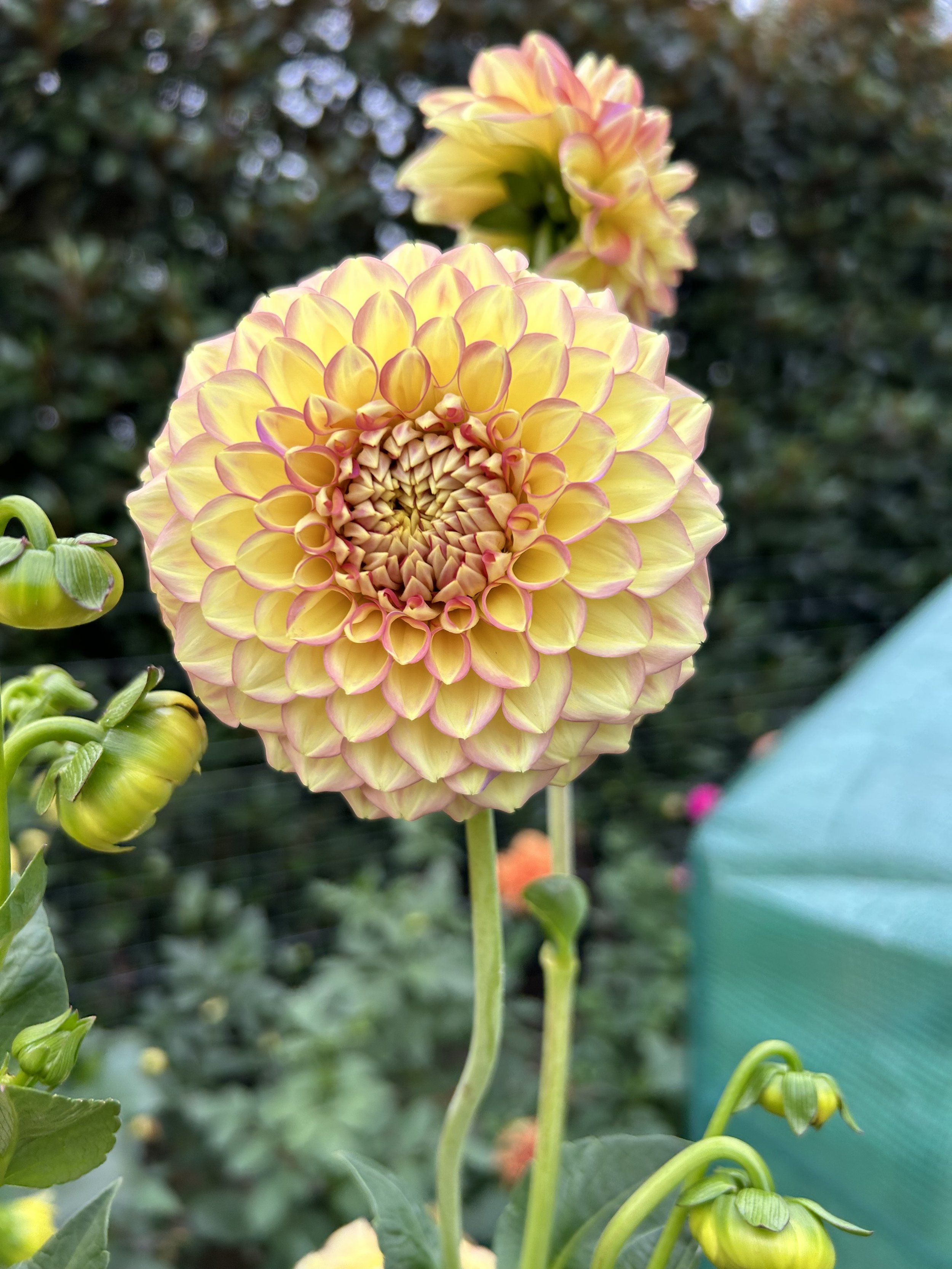 IMG_2049.jpeg