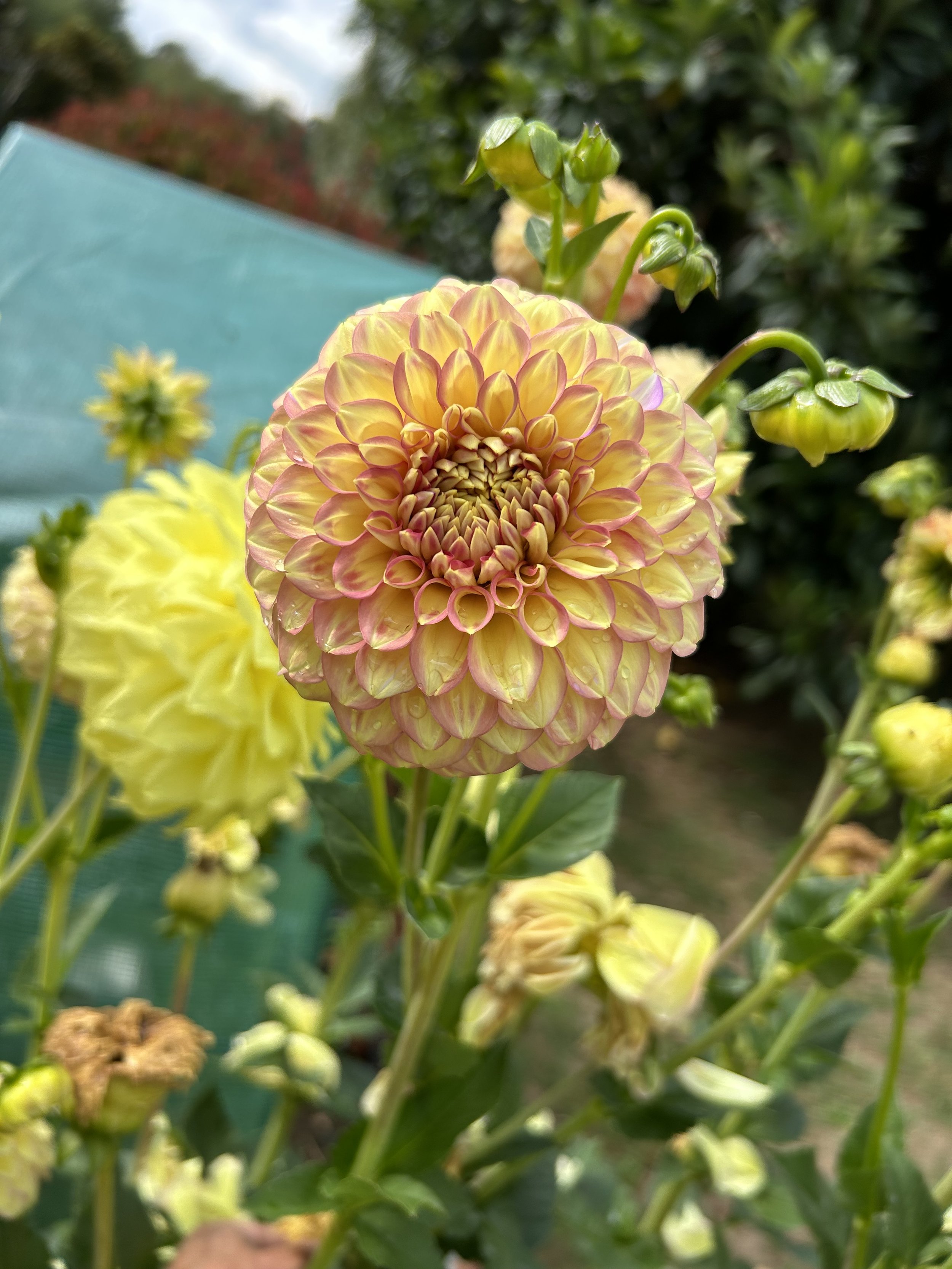IMG_2143.jpeg