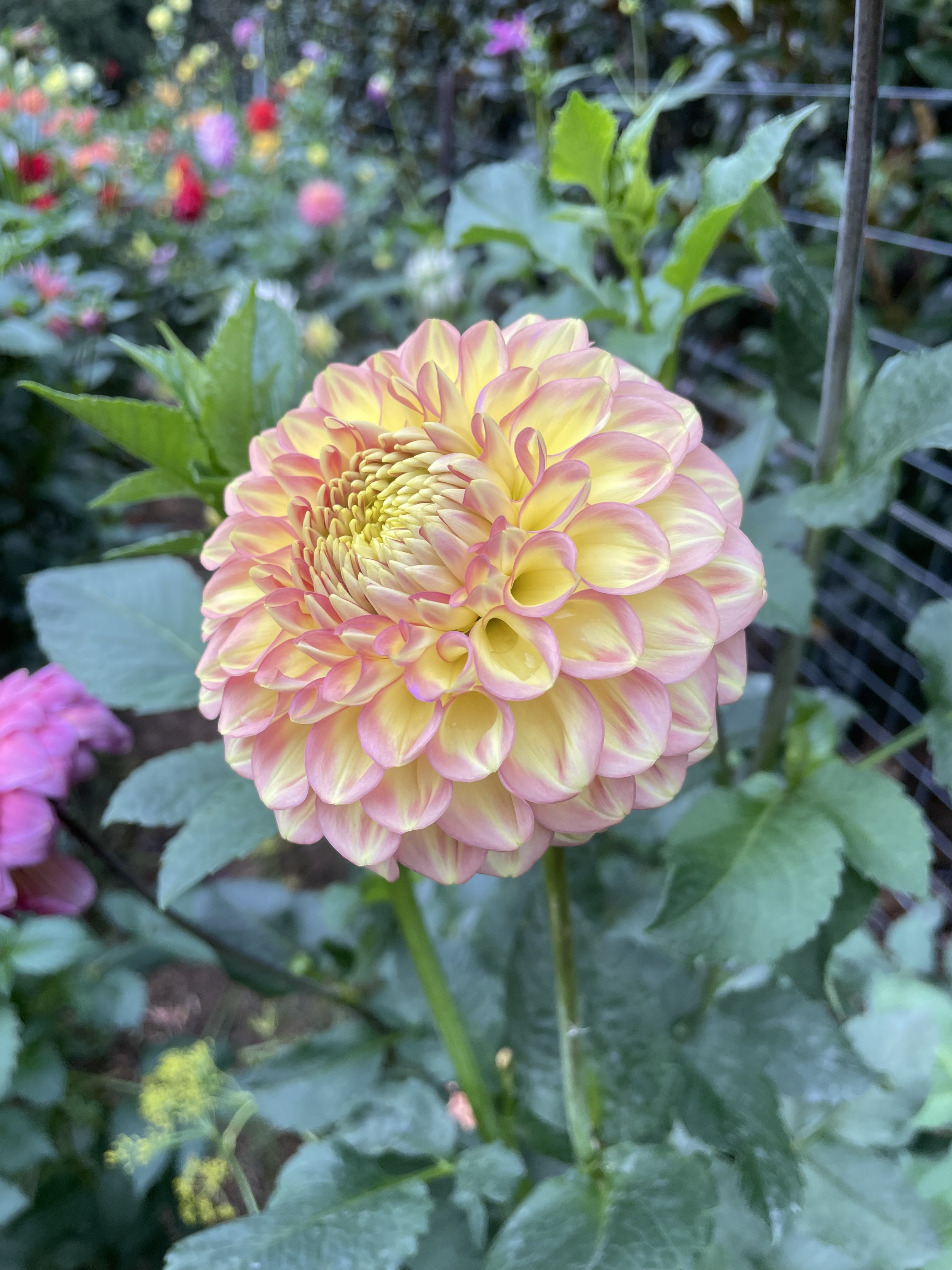 IMG_0681.jpeg