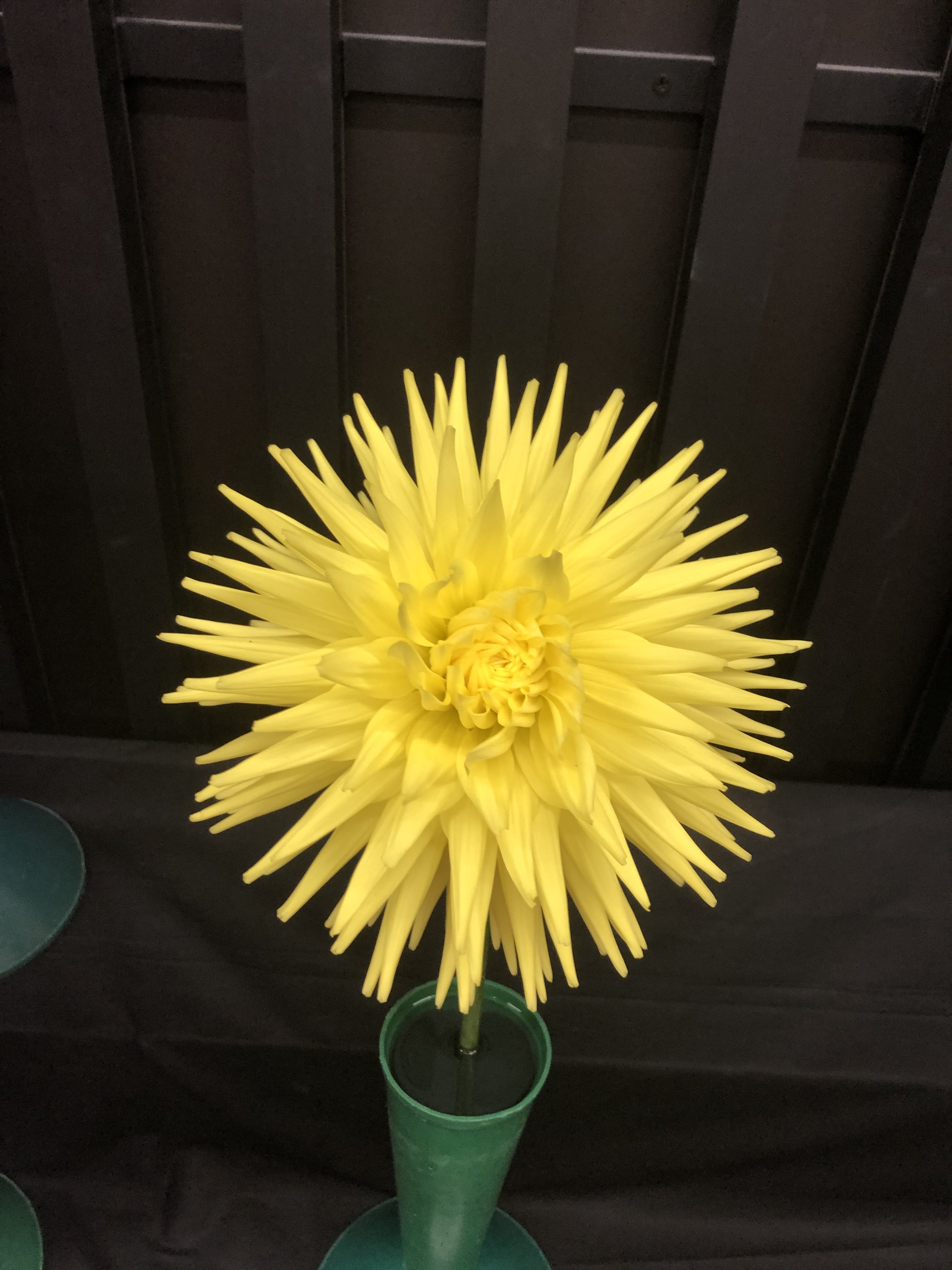 IMG_4303.jpeg