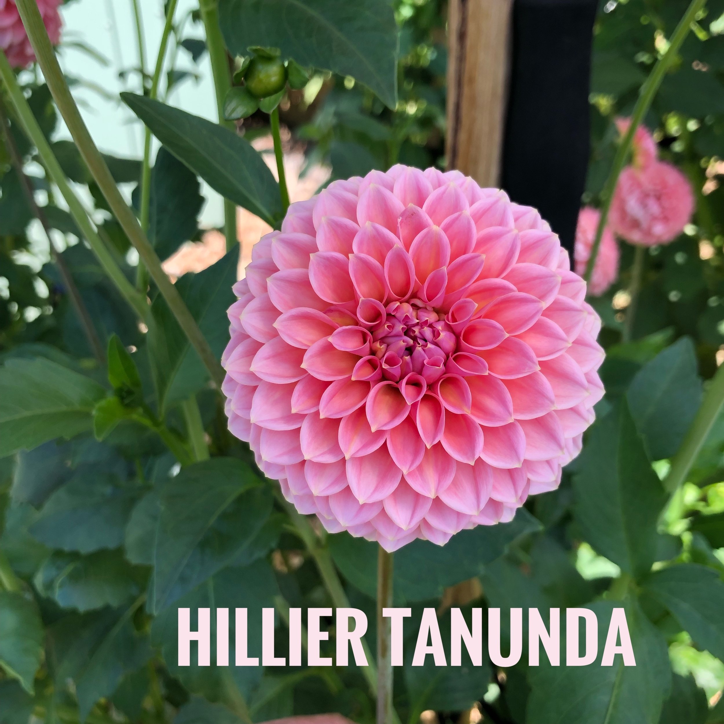 Hillier Tanunda — Warraview Dahlias