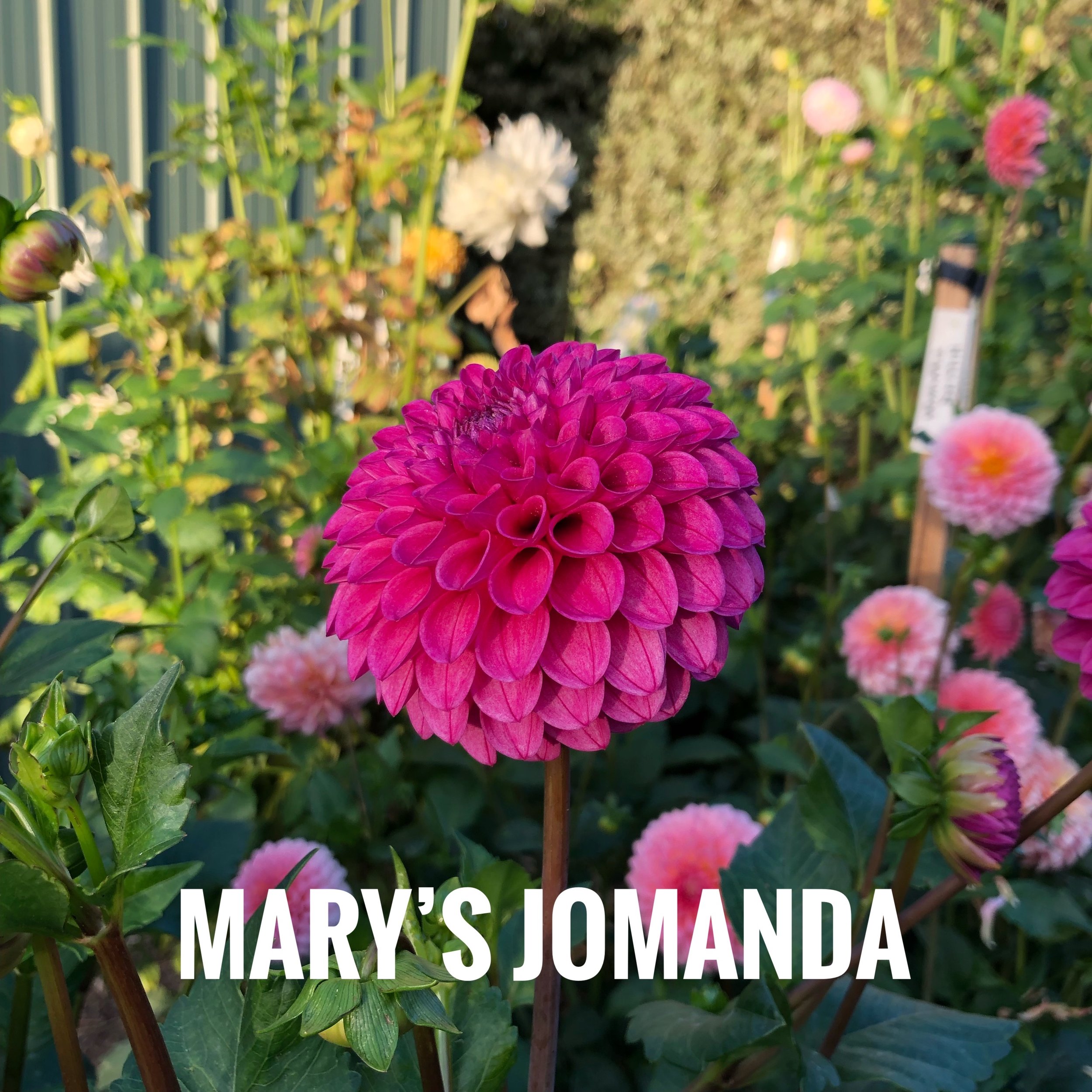 IMG_1784.jpeg
