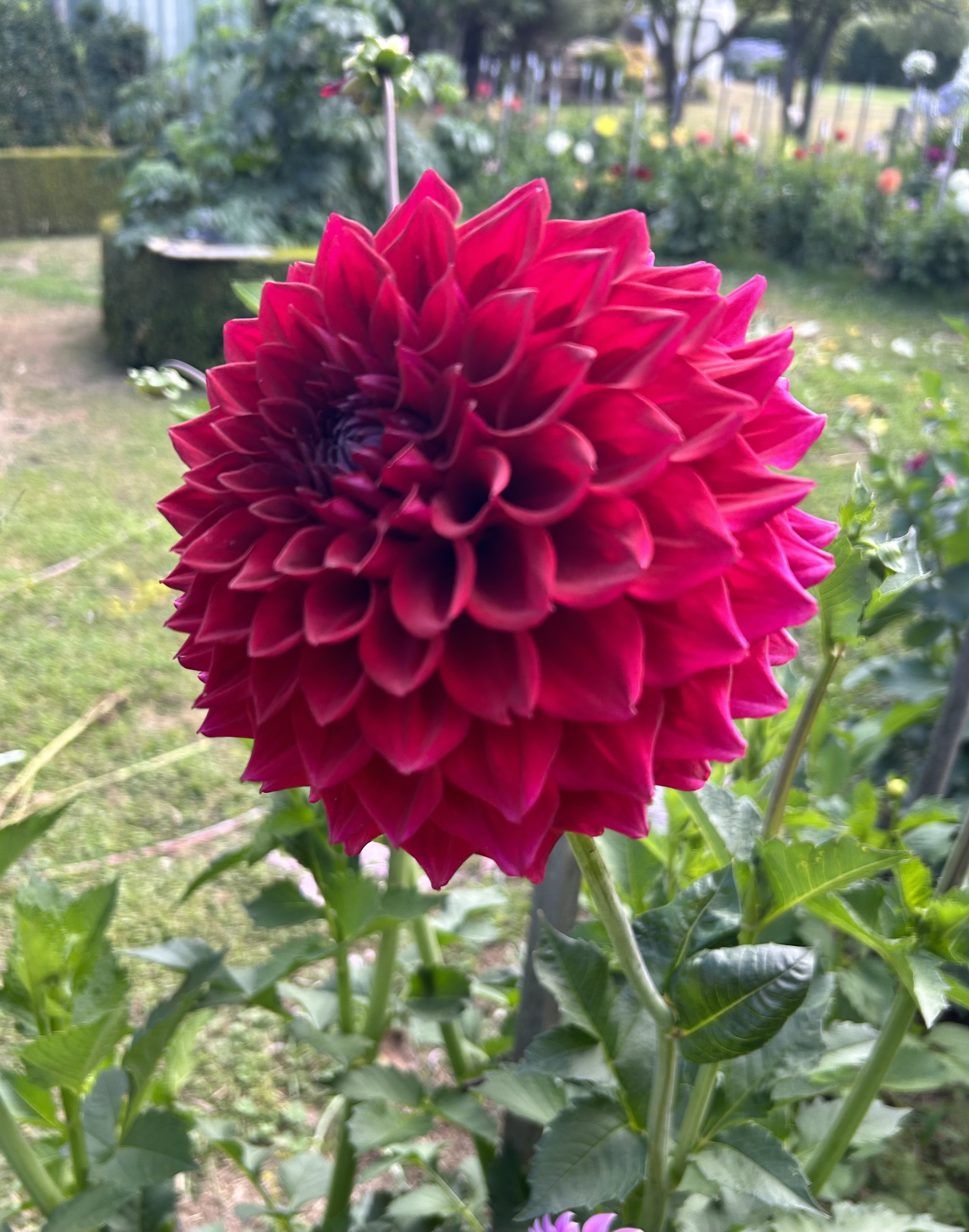 IMG_0871.jpeg