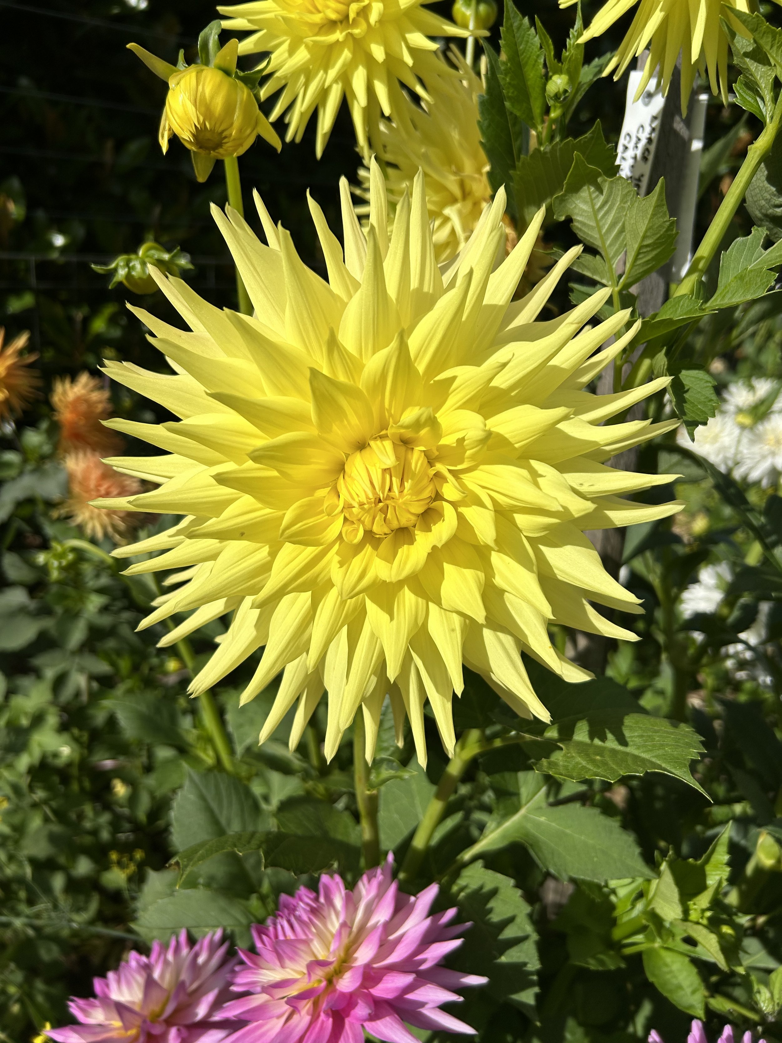 IMG_0884.jpeg