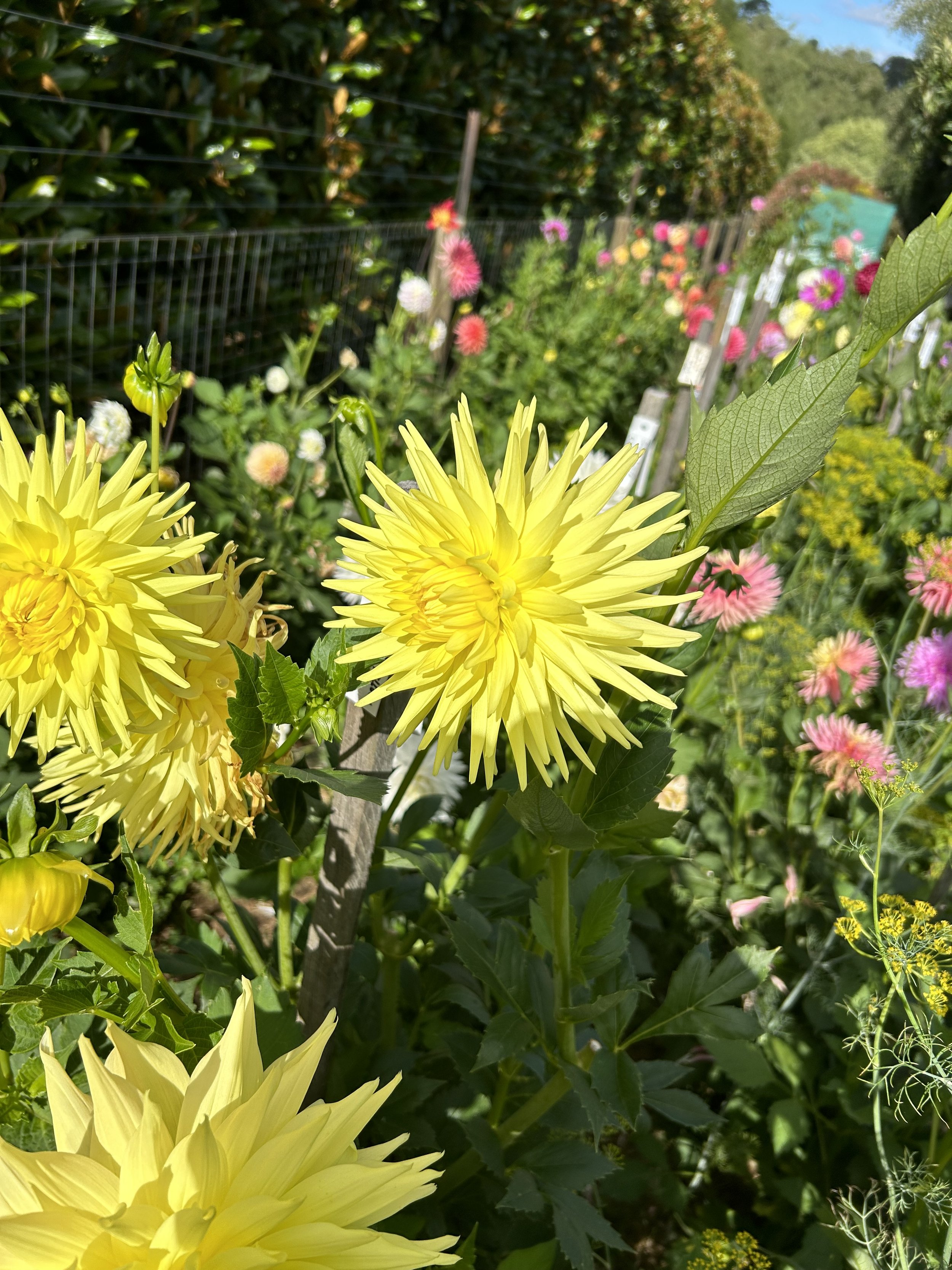 IMG_0882.jpeg