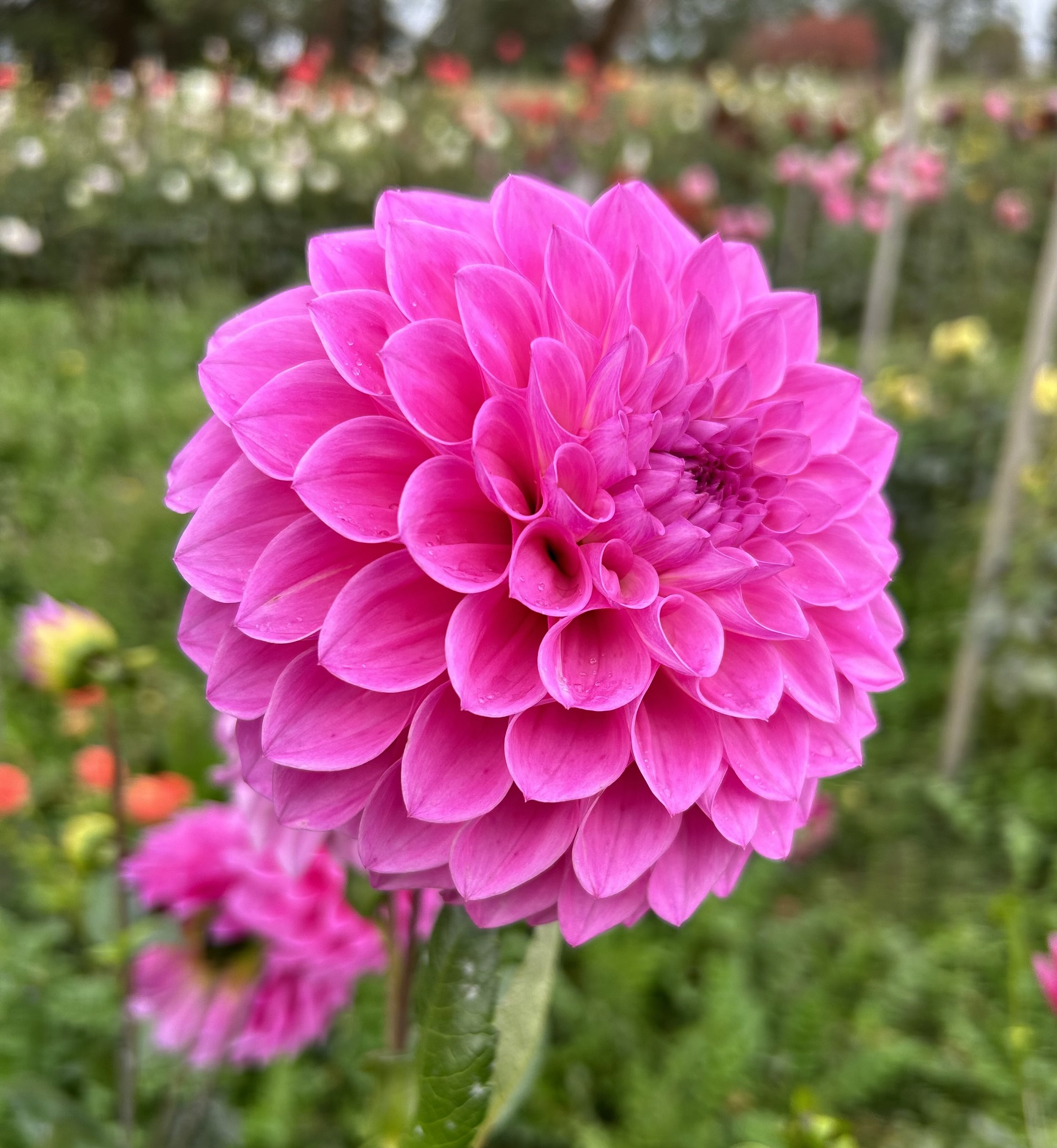 IMG_6760.jpeg