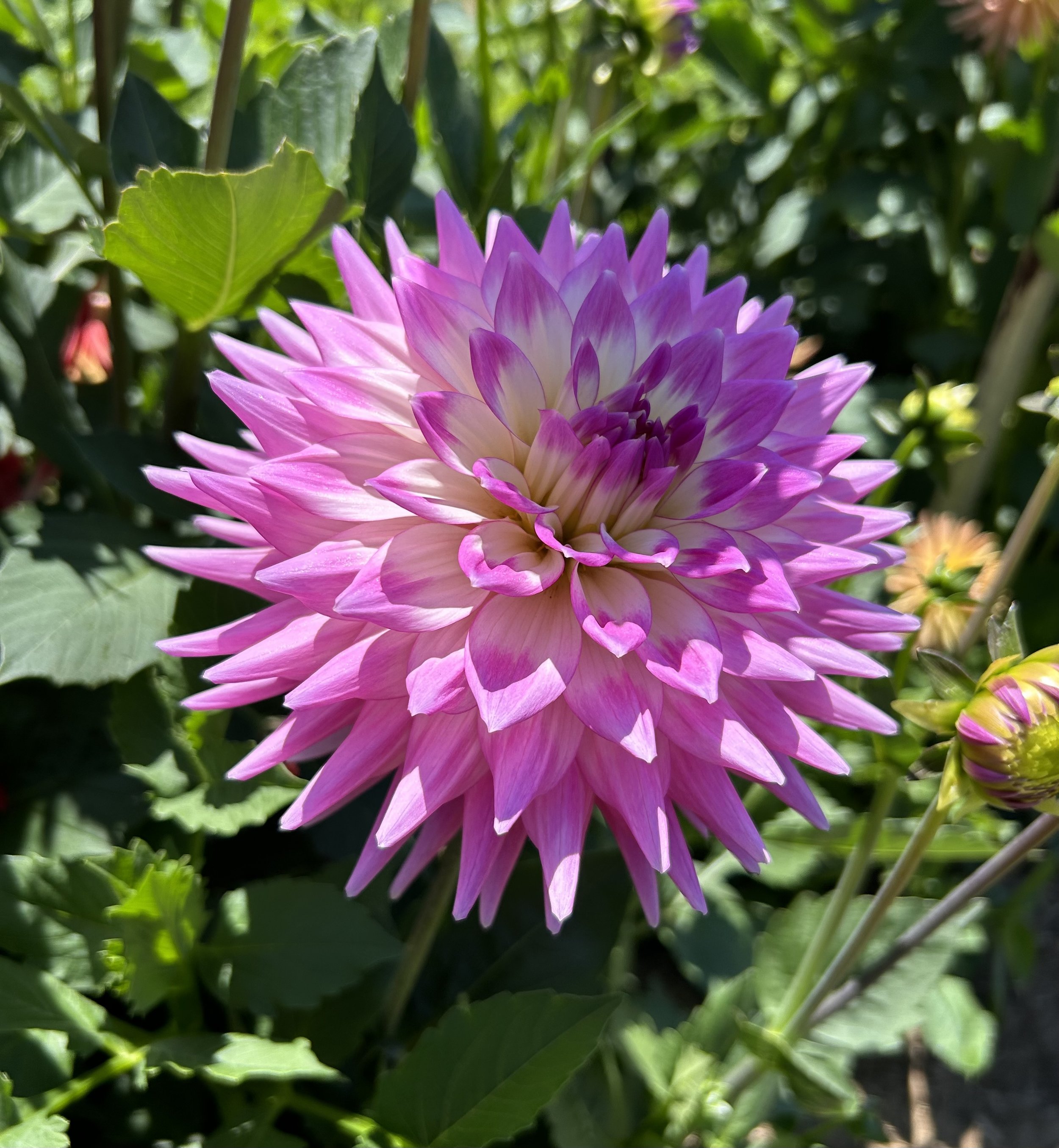 IMG_5321.jpeg