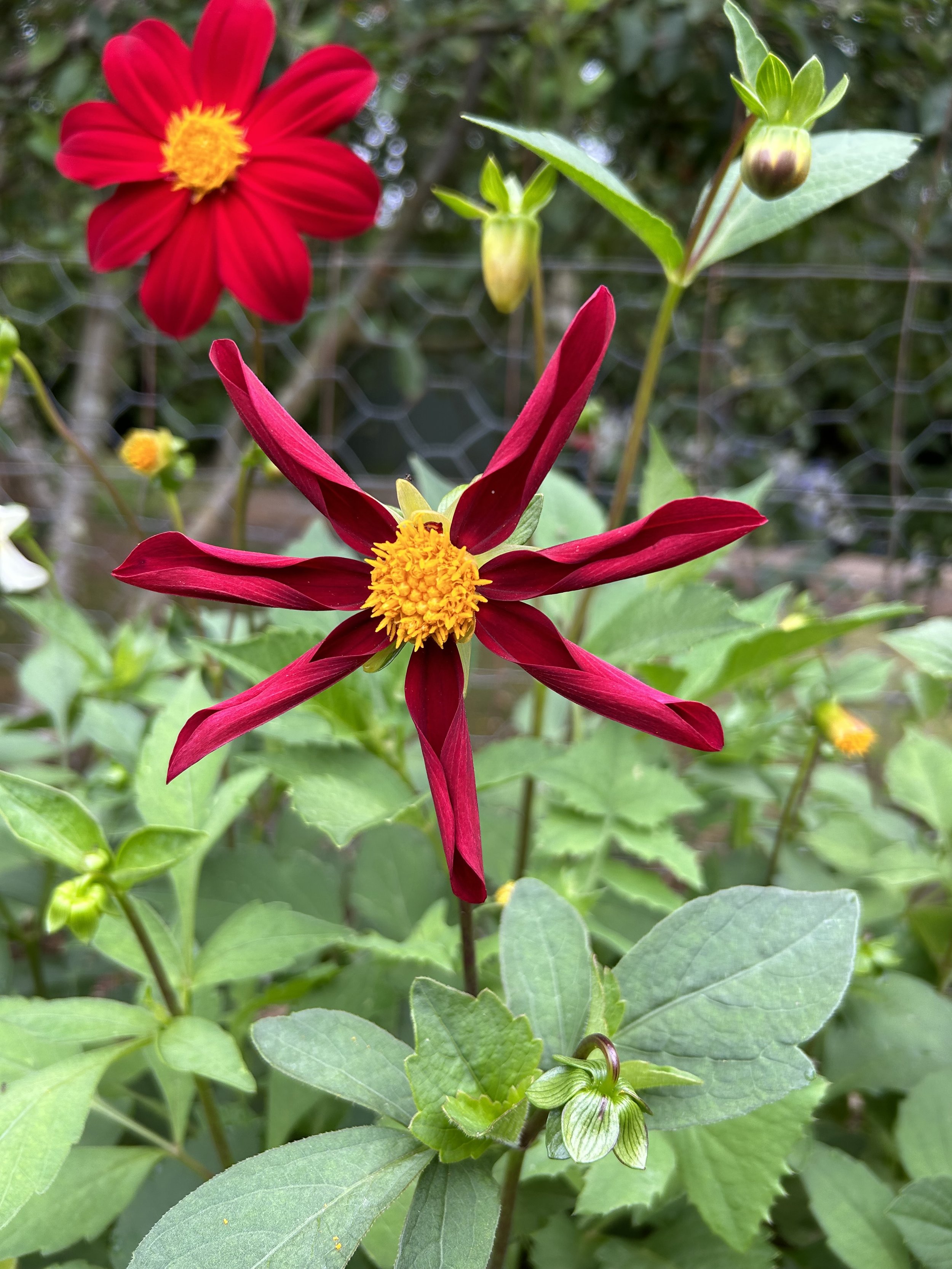 IMG_0474.jpeg