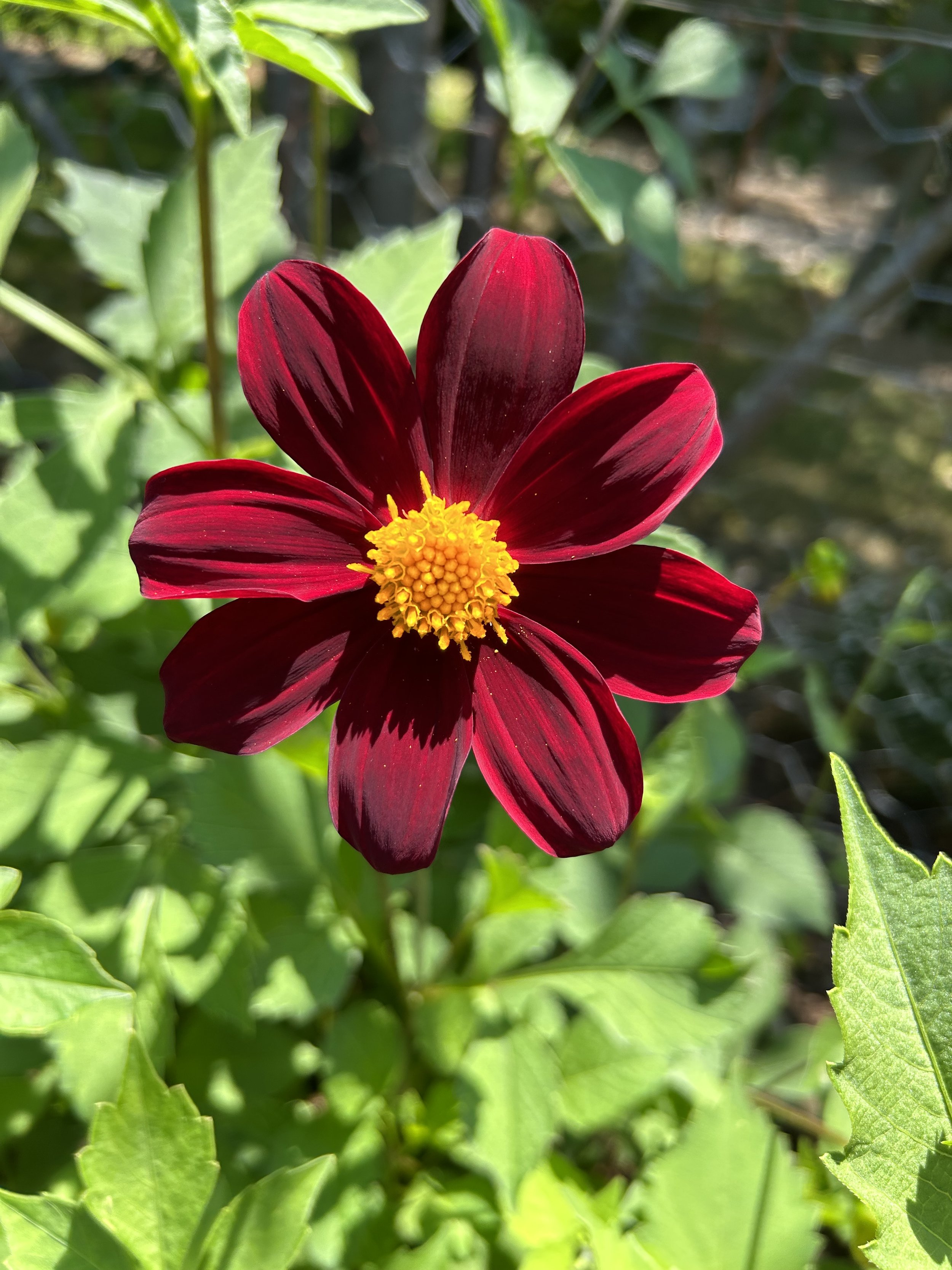 IMG_0430.jpeg