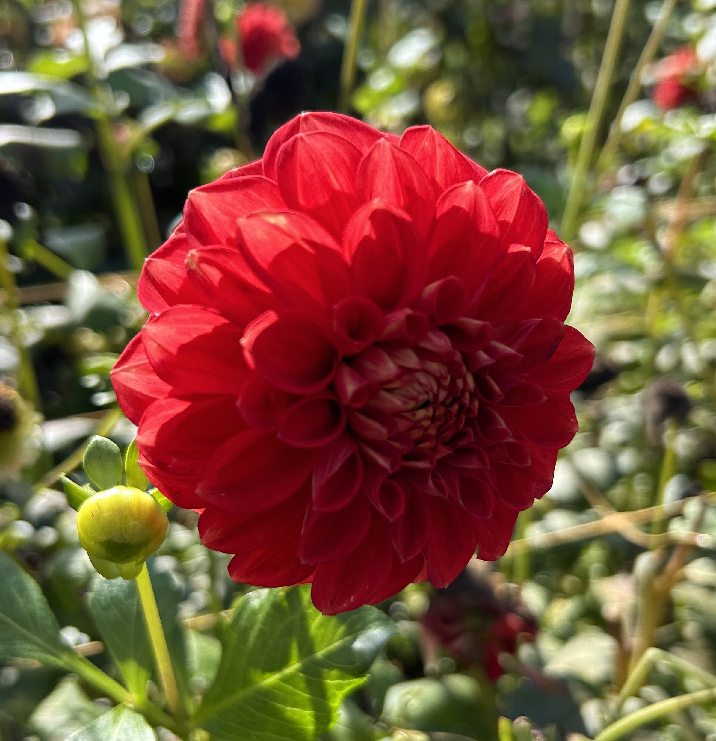 IMG_7004.jpeg