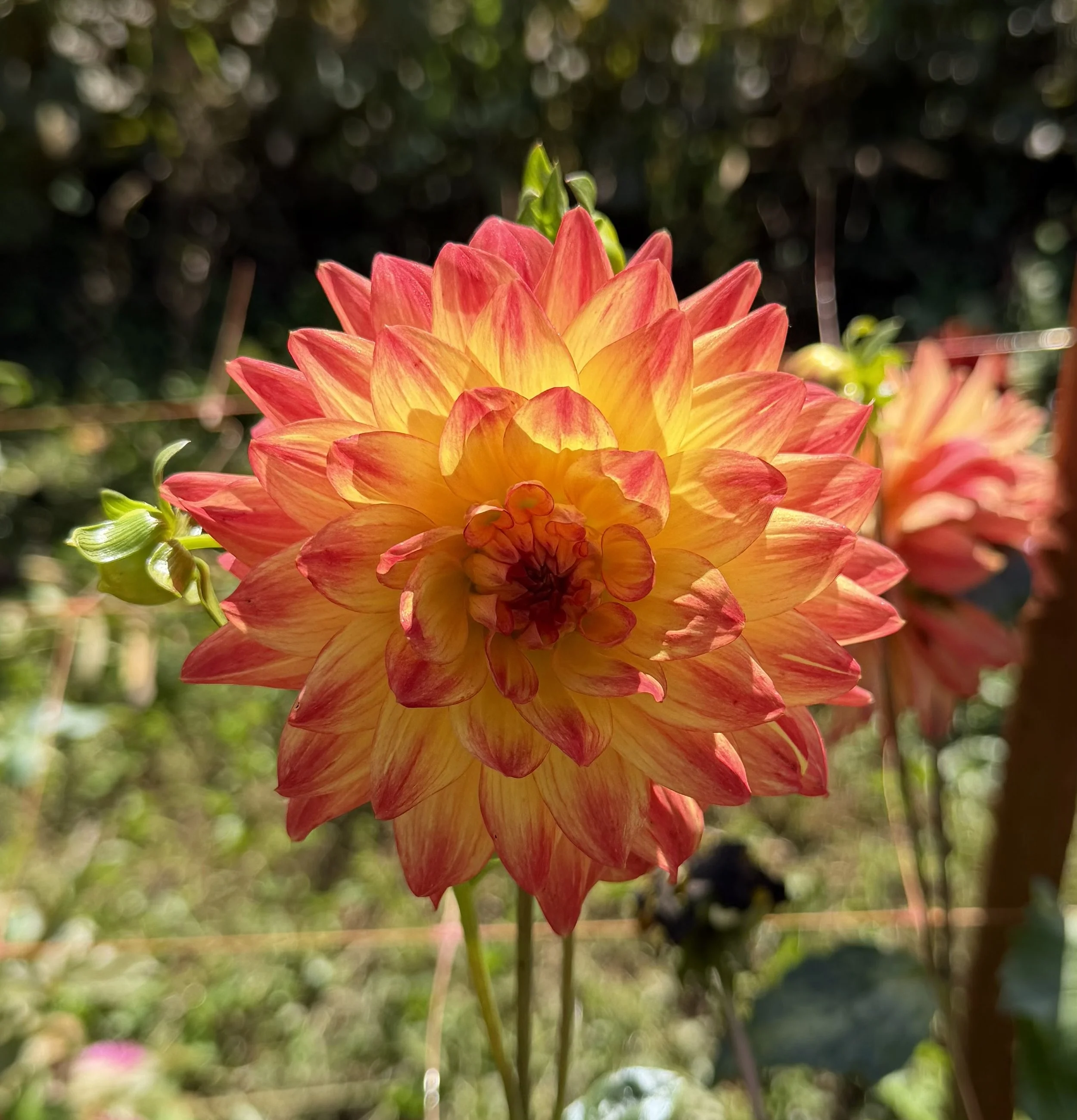 IMG_5564.jpeg