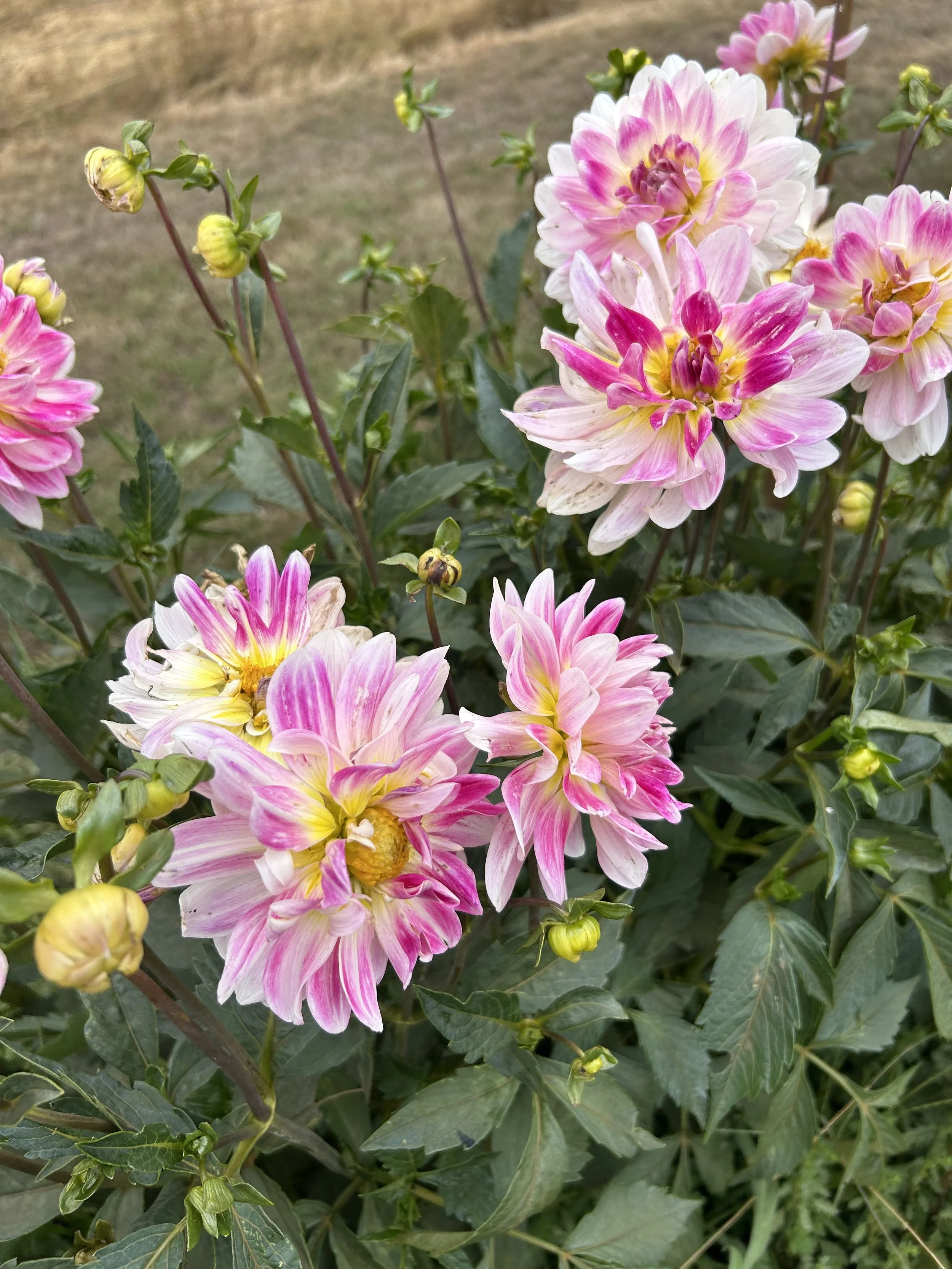 IMG_4371.jpeg