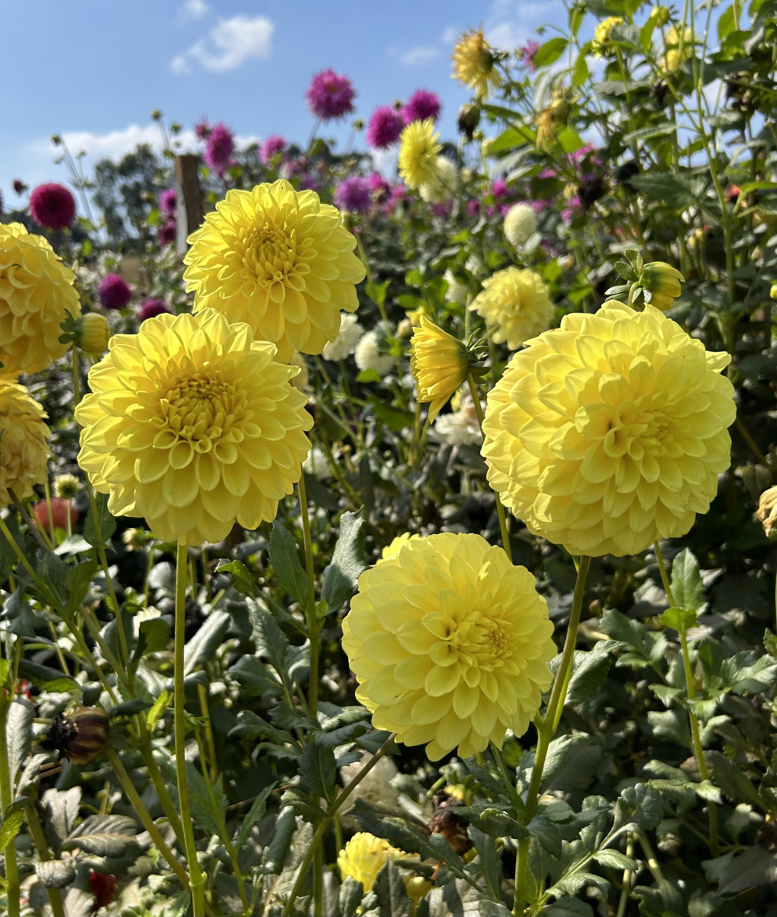 IMG_6404.jpeg