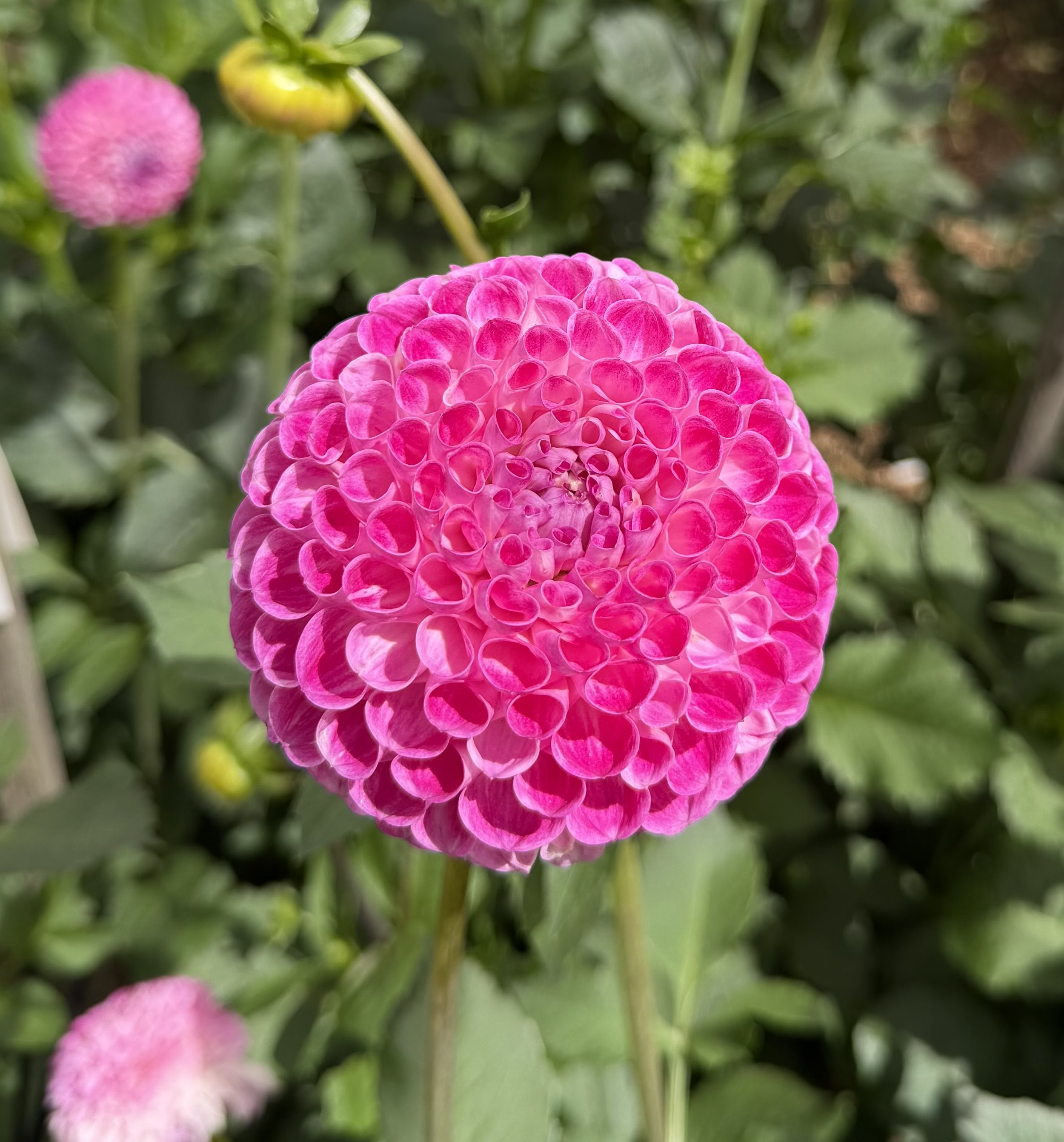 IMG_4739.jpeg