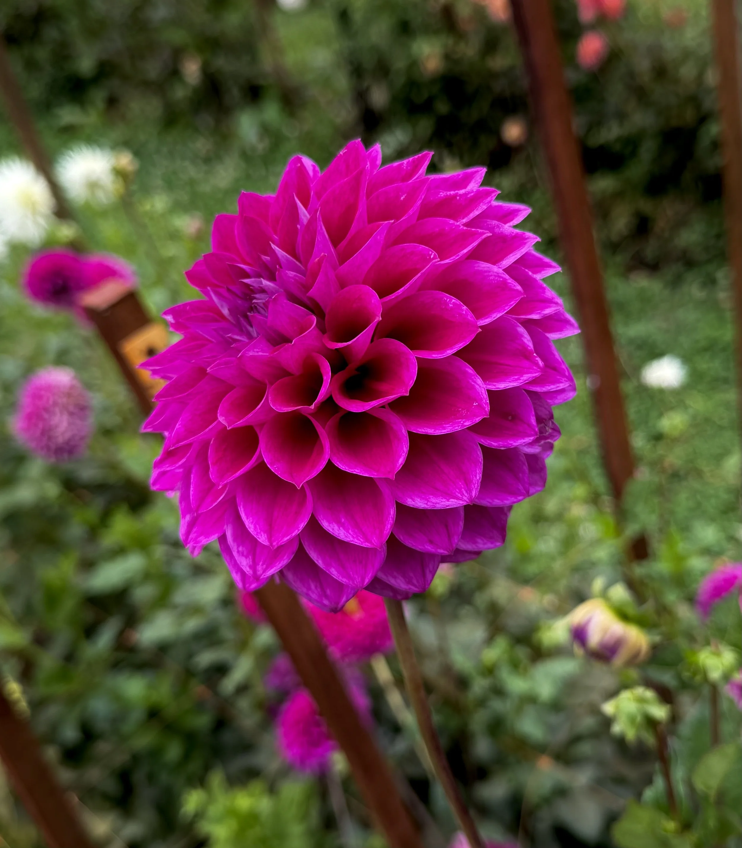 IMG_4680.jpeg