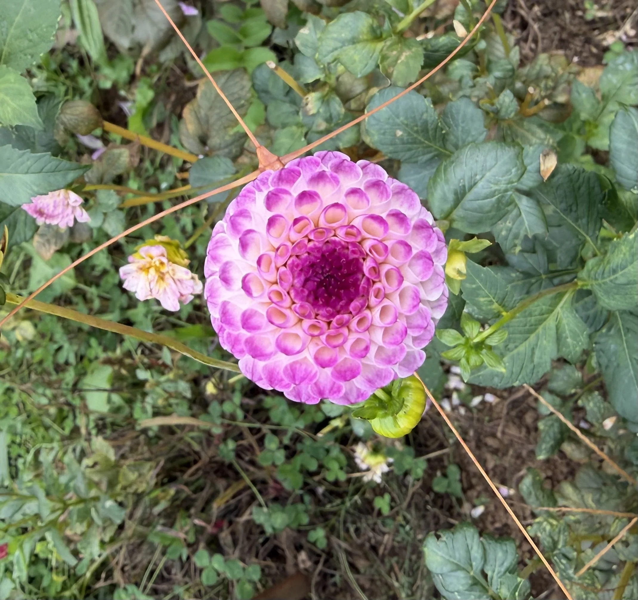 IMG_6406.jpeg
