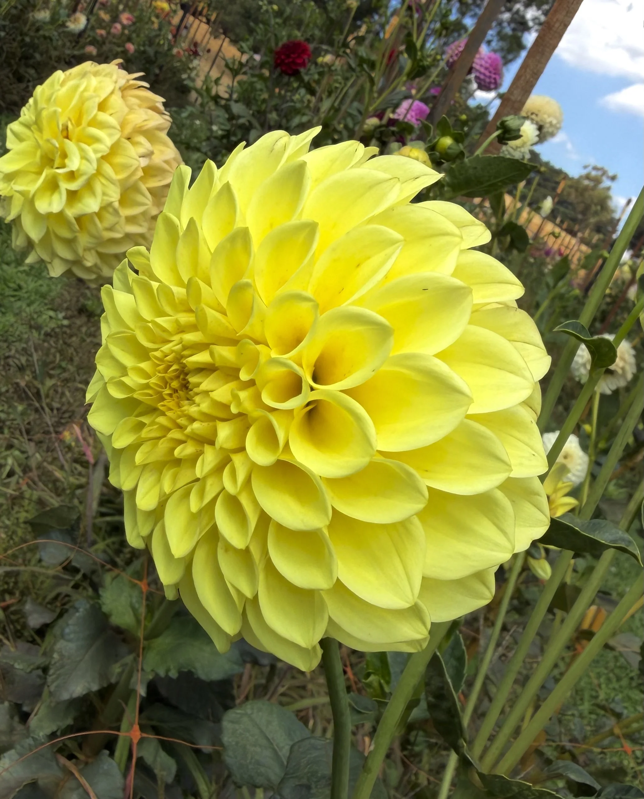 IMG_4508.jpeg