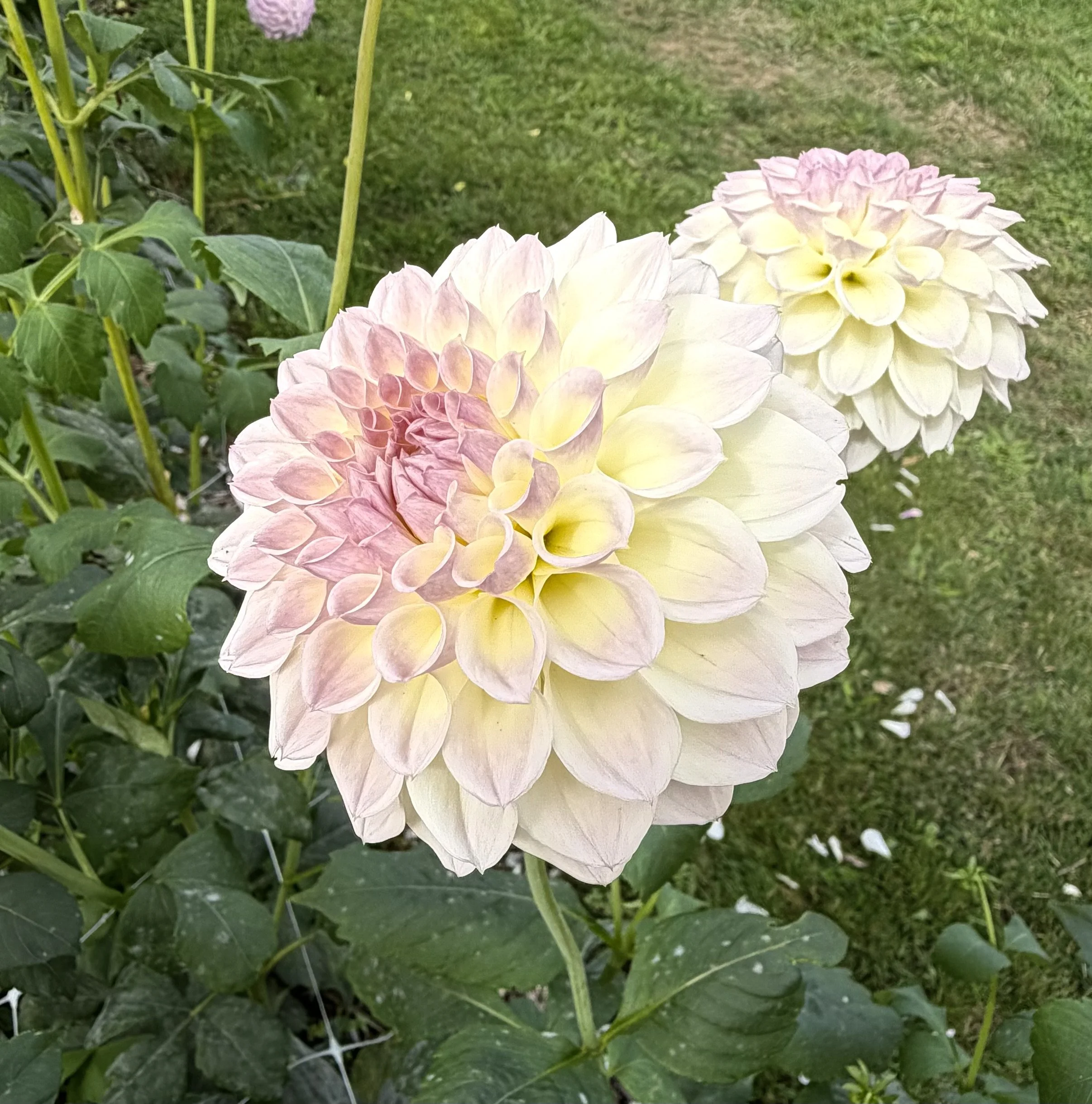 IMG_6376.jpeg