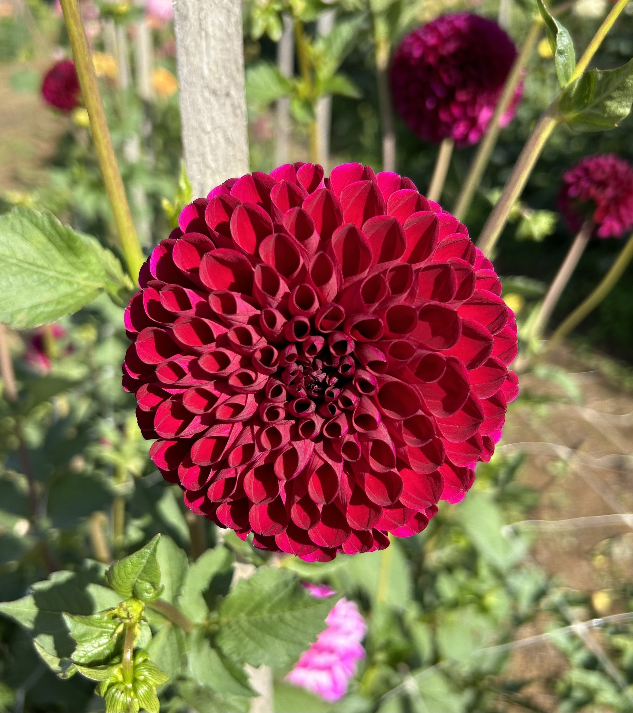 IMG_5467.jpeg