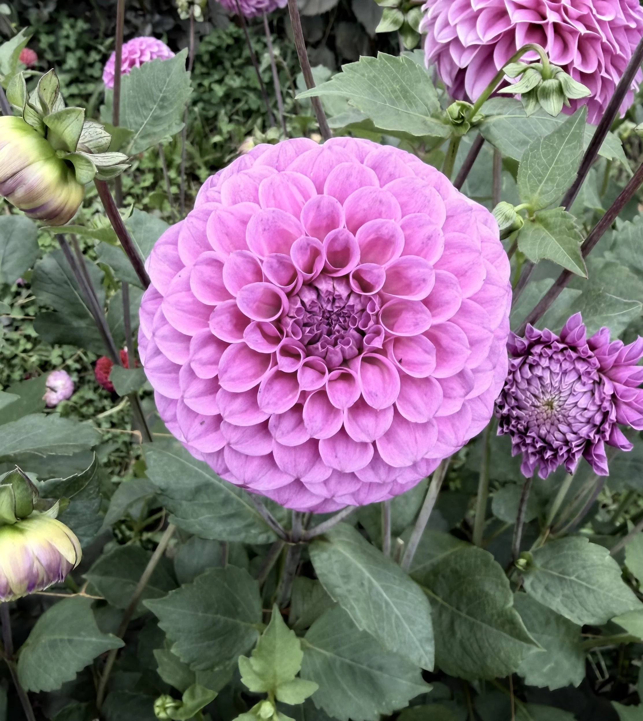 IMG_5550.jpeg