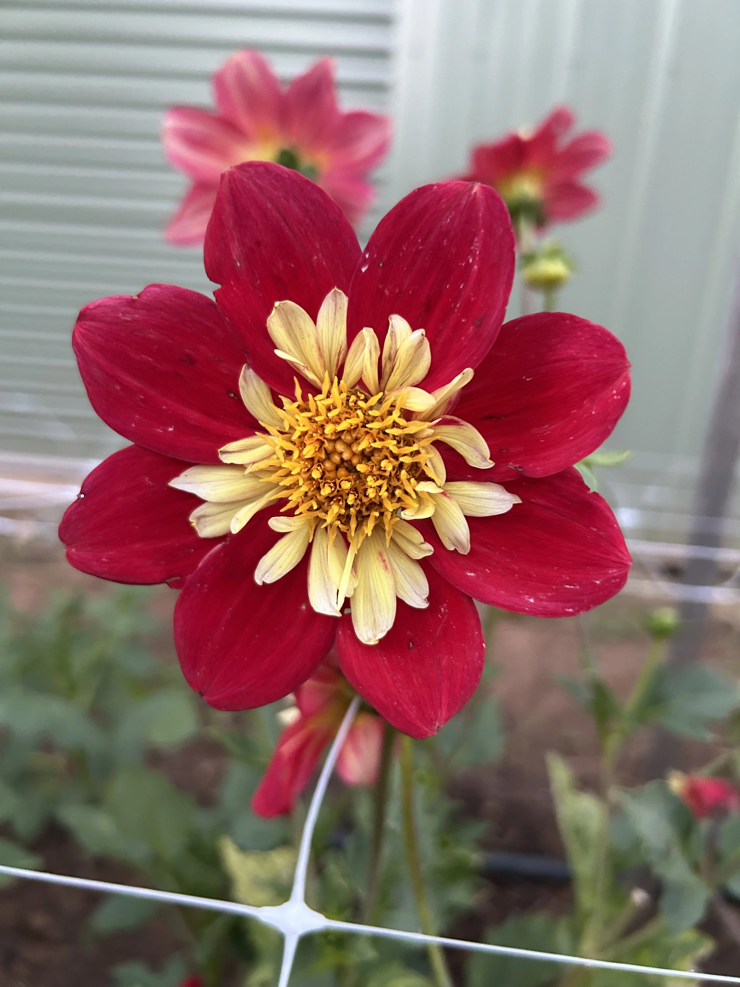 IMG_3605.jpeg